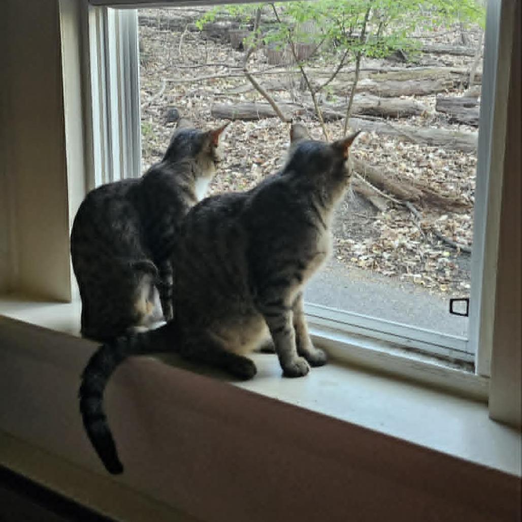 Enlarge Rolly (paired with Holly) - Guests, a Adoptable Domestic Short Hair in Reisterstown, MD image 2/3