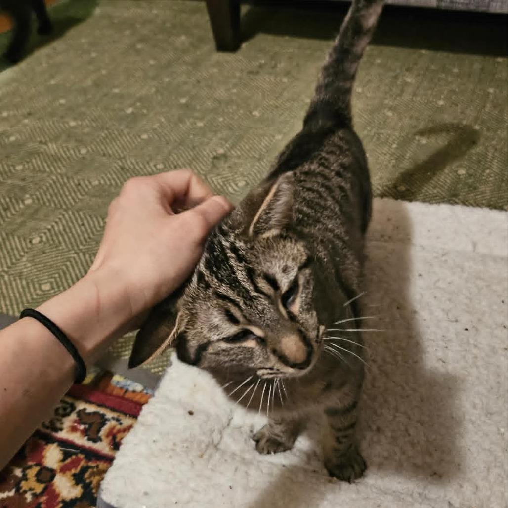 Enlarge Rolly (paired with Holly) - Guests, a Adoptable Domestic Short Hair in Reisterstown, MD image 3/3