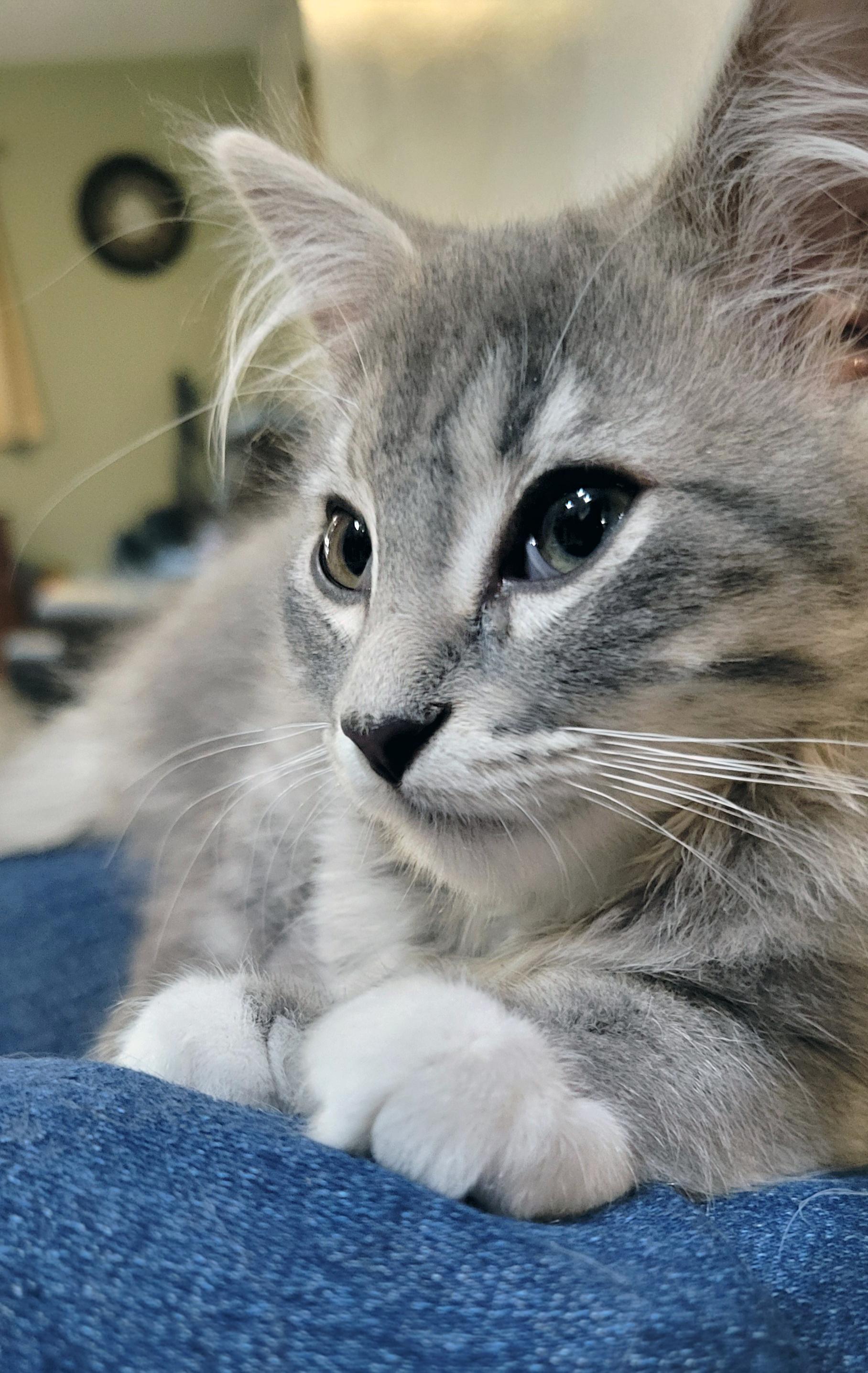 Enlarge Tiki, a ADOPTABLE Domestic Medium Hair in Centerville, UT image 2/3