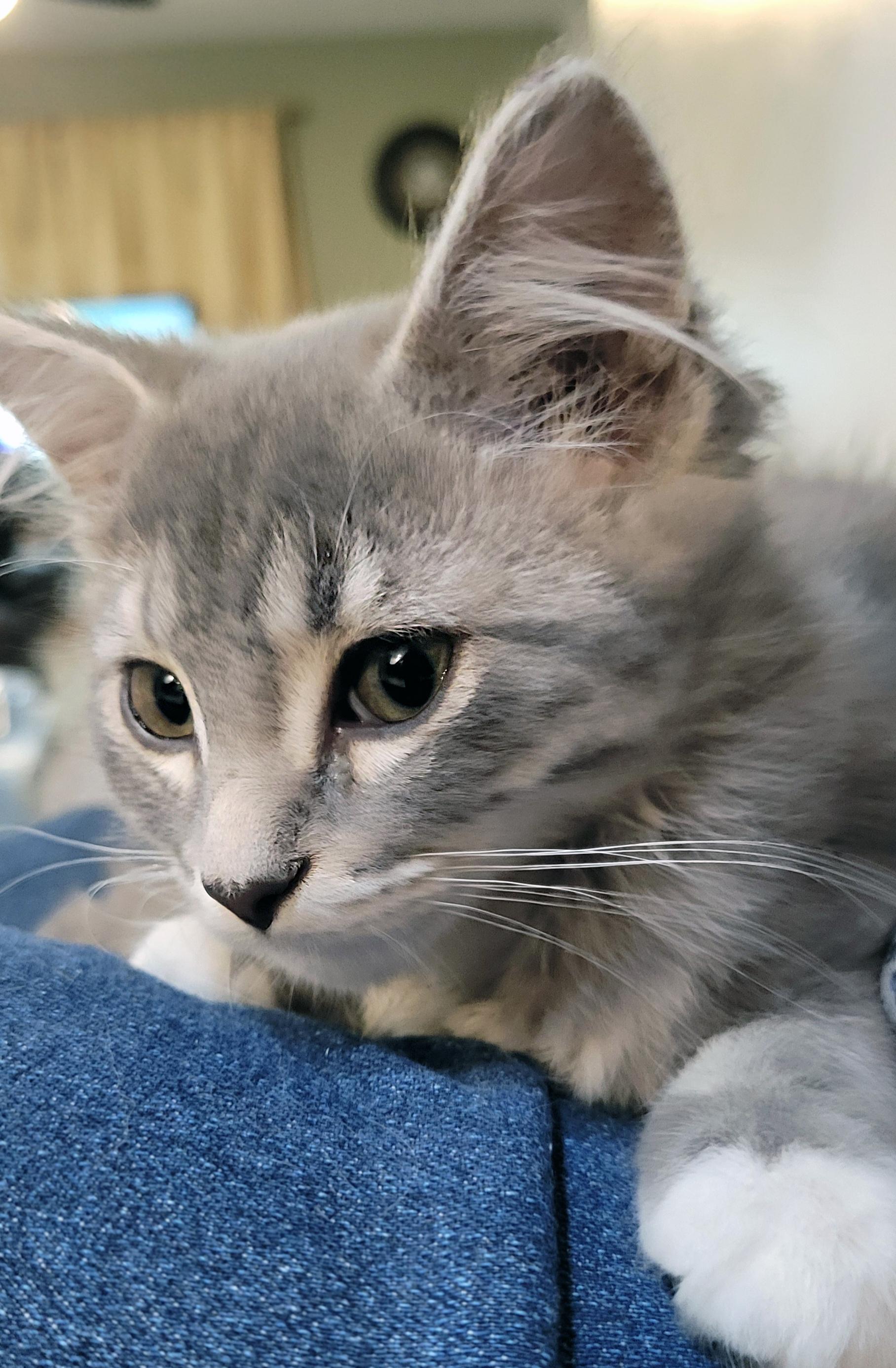 Enlarge Tiki, a ADOPTABLE Domestic Medium Hair in Centerville, UT image 3/3