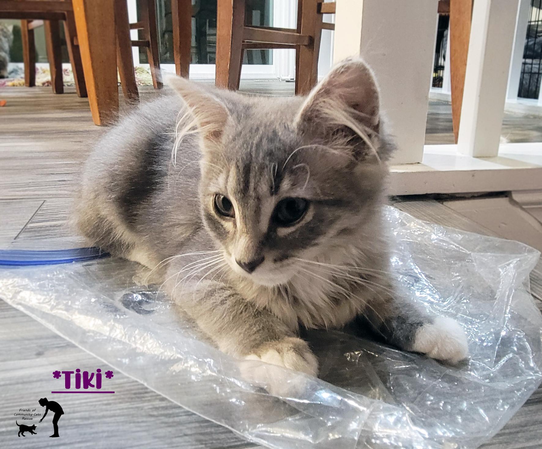 Tiki, ADOPTABLE, Young Female Domestic Medium Hair.