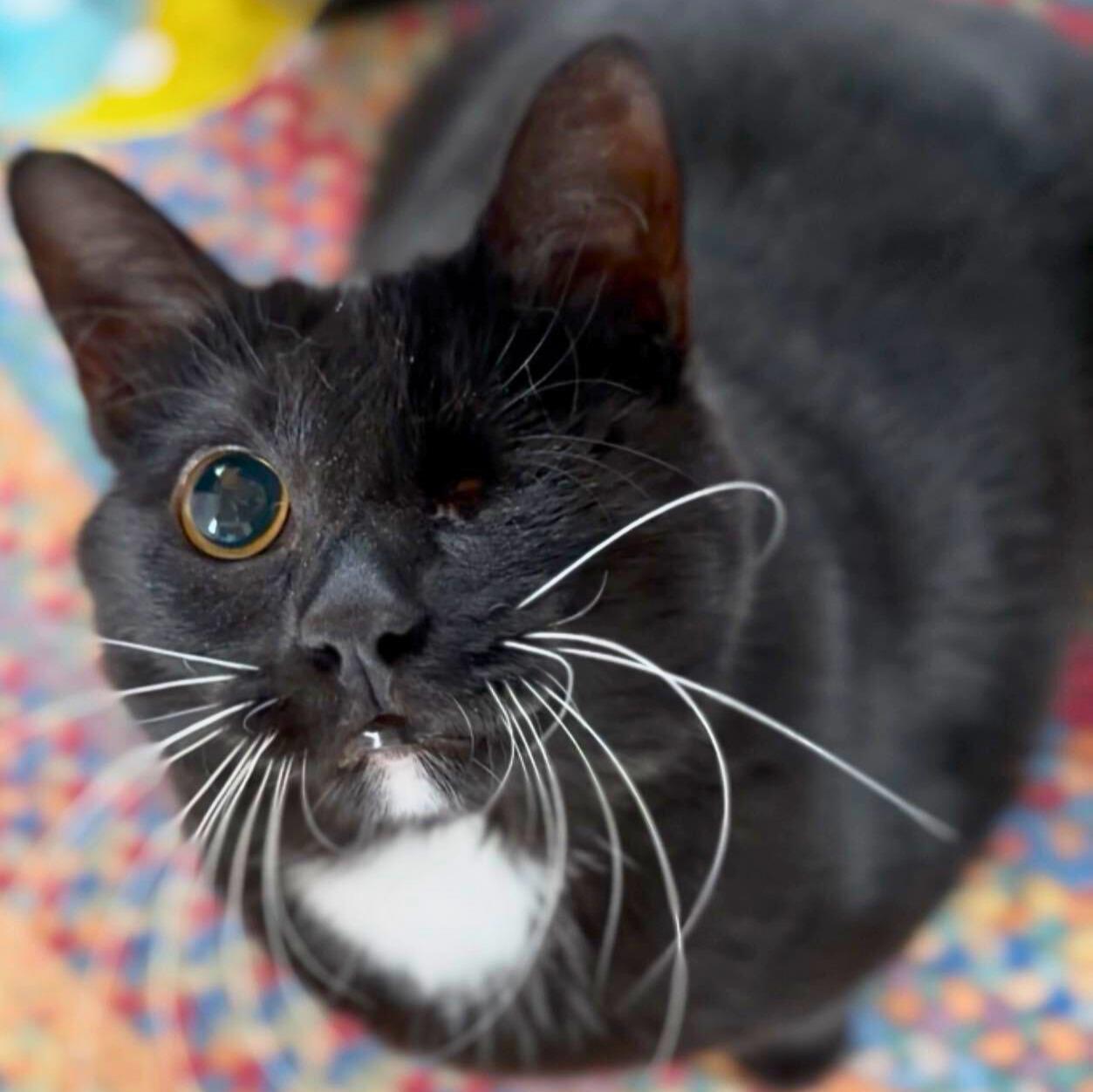 Enlarge Bailey, a Adoptable Domestic Short Hair in Ridgway, CO image 4/6