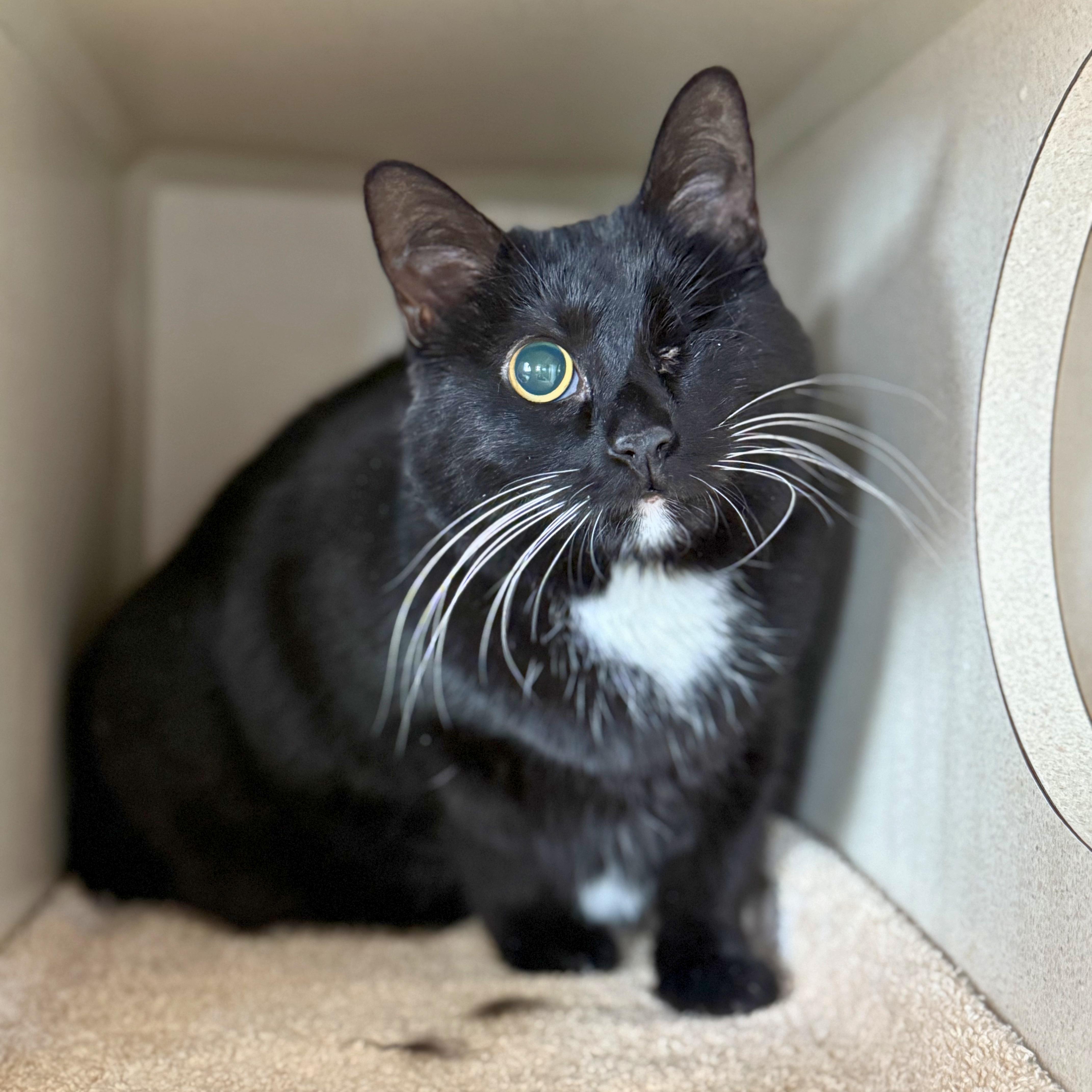 Enlarge Bailey, a Adoptable Domestic Medium Hair in Ridgway, CO image 3/3