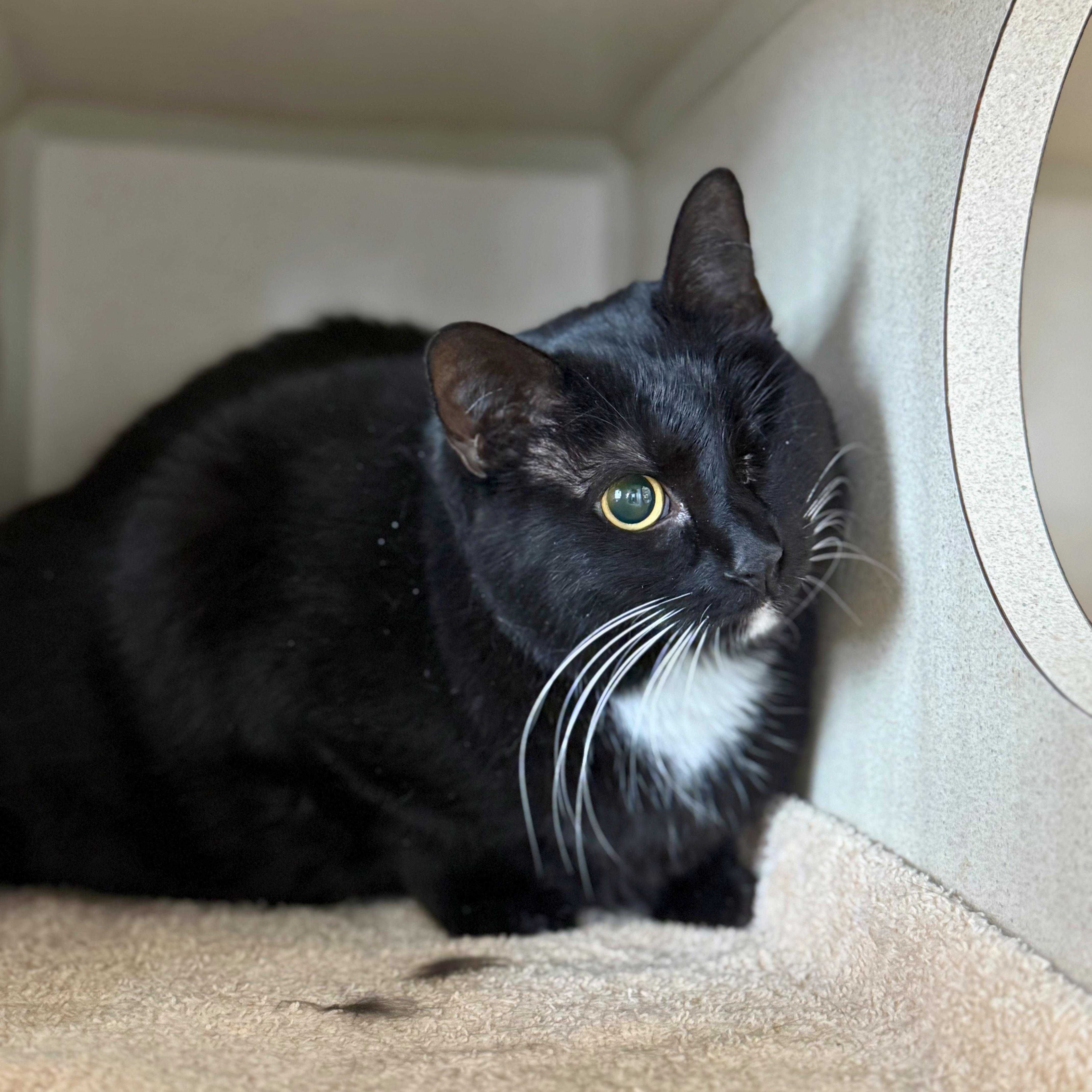 Enlarge Bailey, a Adoptable Domestic Medium Hair in Ridgway, CO image 2/3