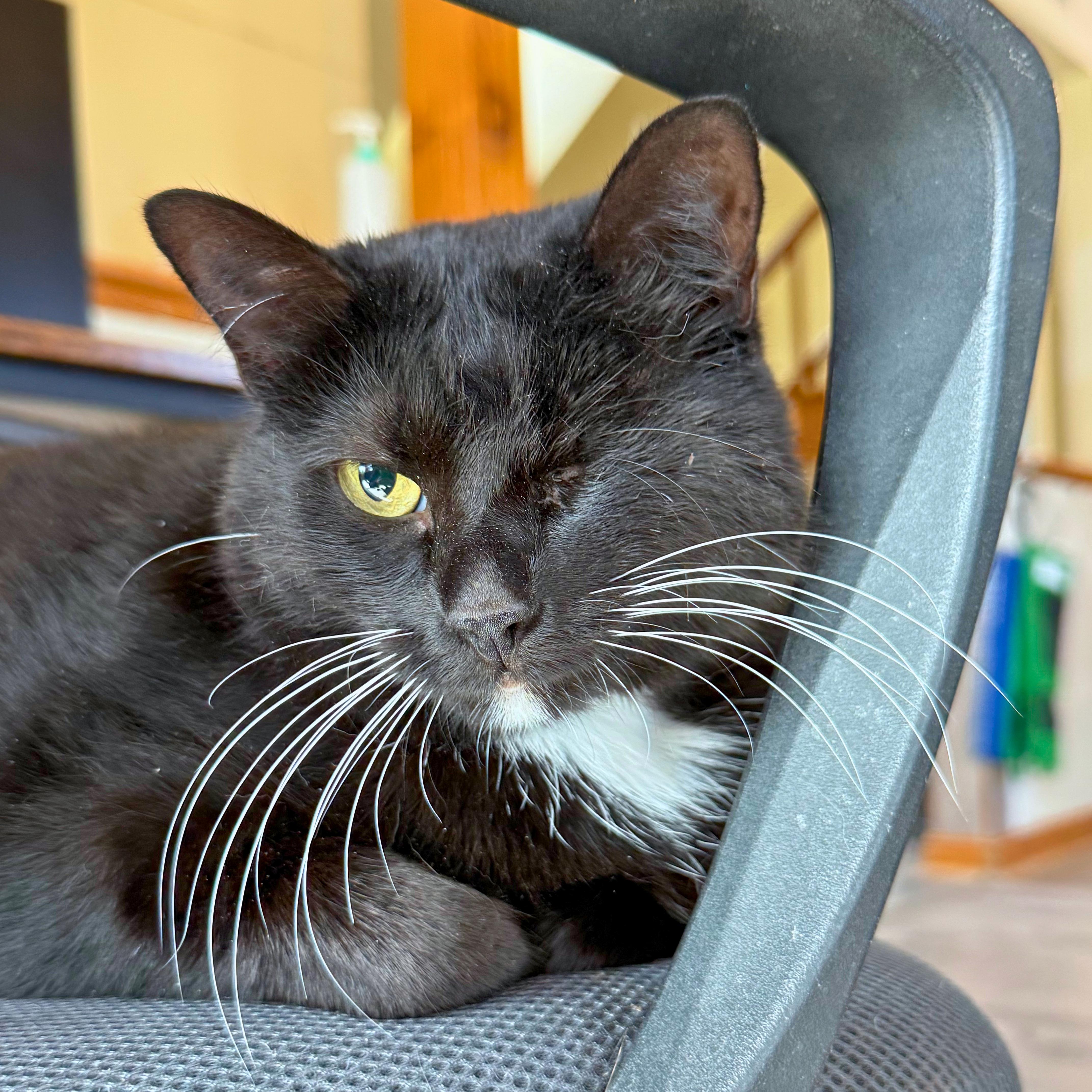 Bailey, Adoptable, Adult Female Domestic Short Hair.