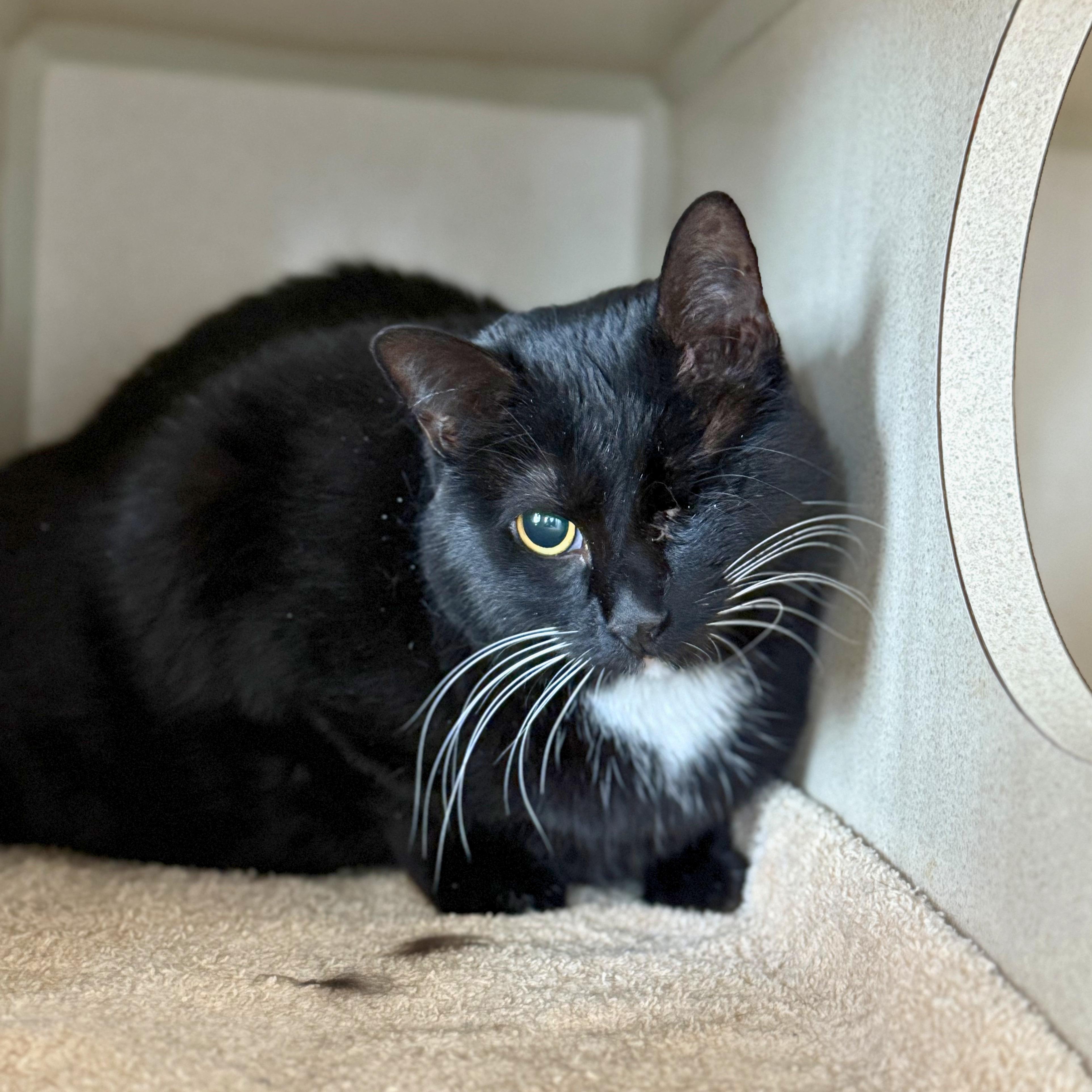 Enlarge Bailey, a Adoptable Domestic Medium Hair in Ridgway, CO image 1/3