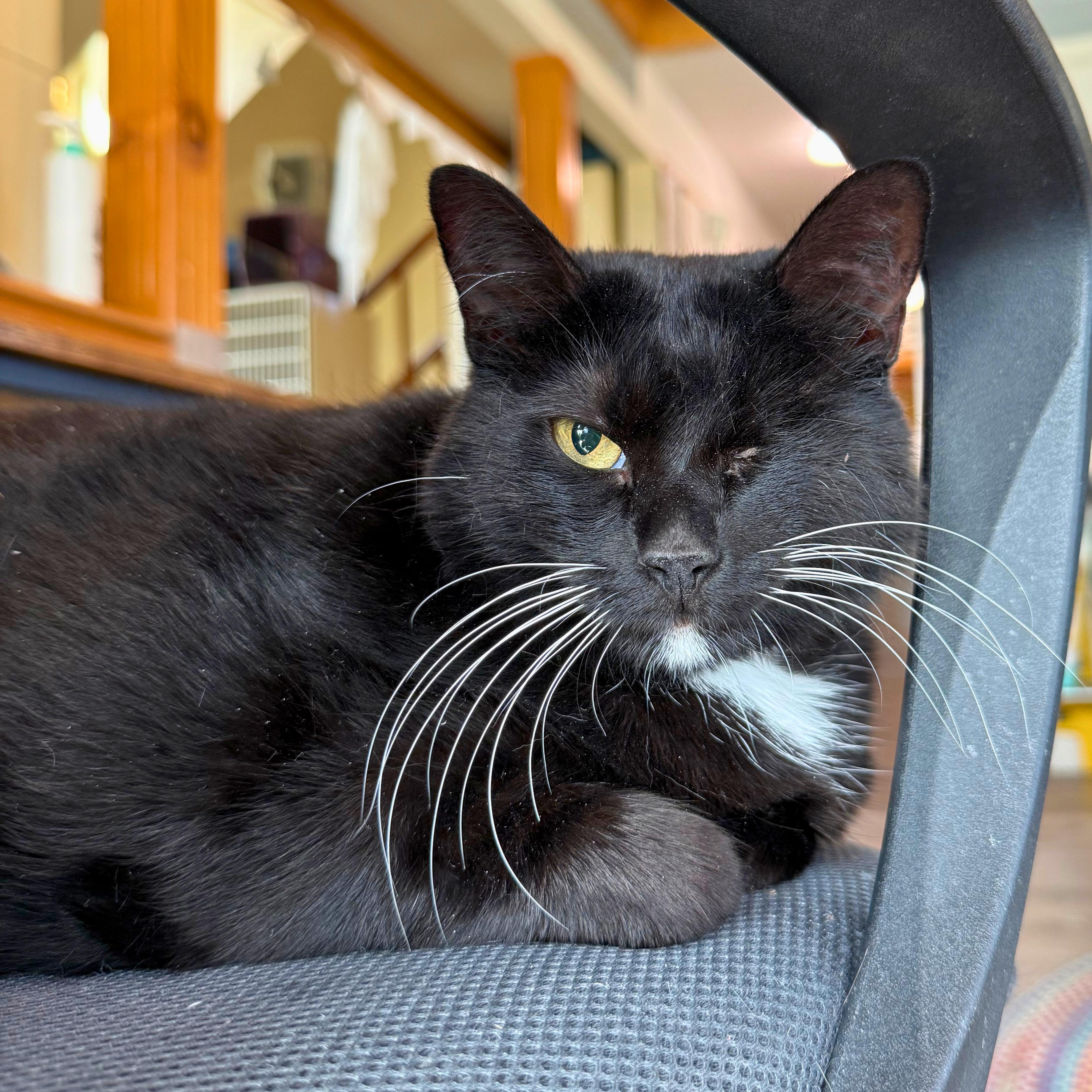Enlarge Bailey, a Adoptable Domestic Short Hair in Ridgway, CO image 5/6