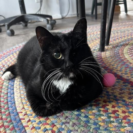 Bailey, a Adoptable Domestic Short Hair in Ridgway, CO image 1/4