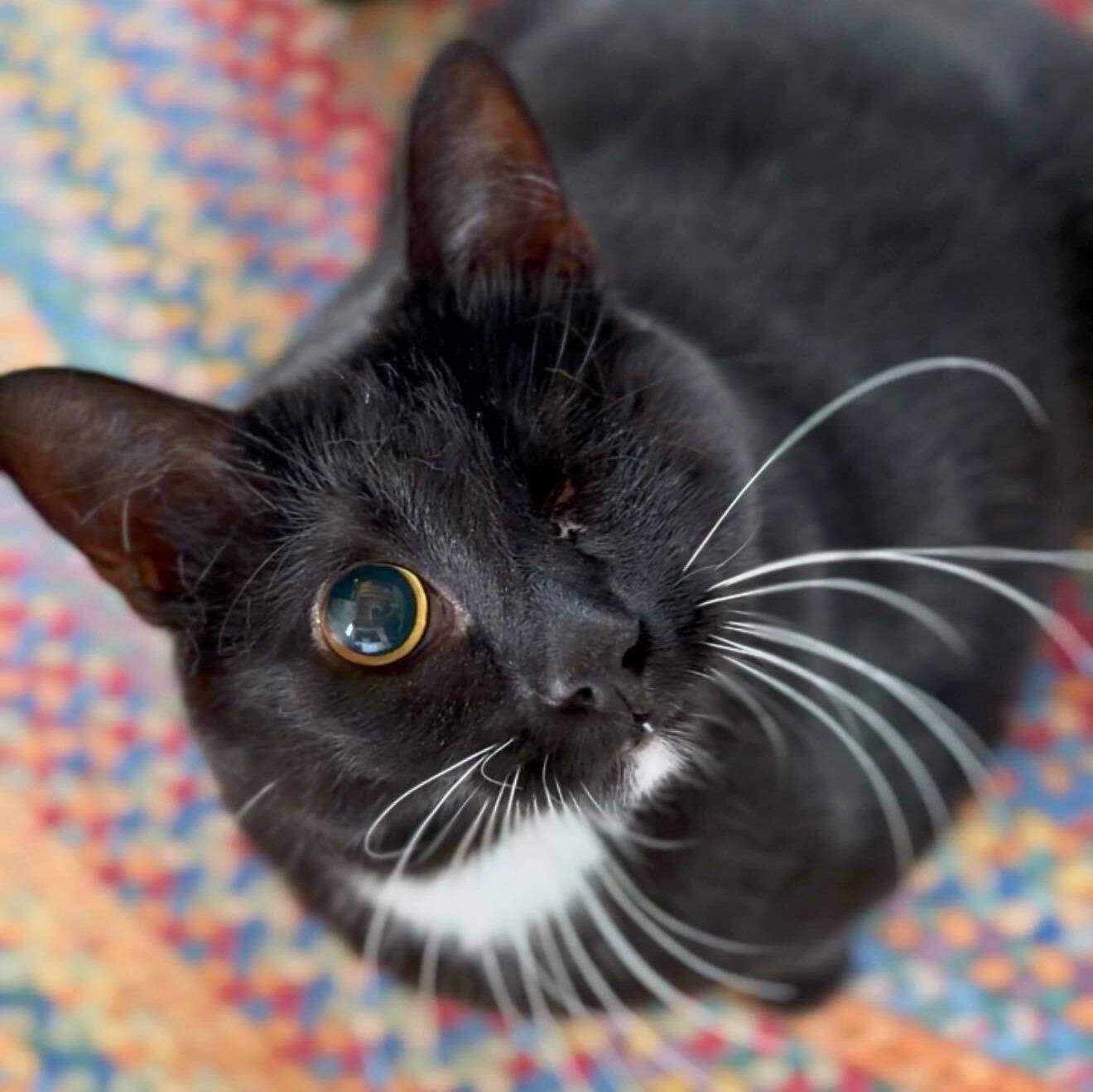 Bailey, Adoptable, Adult Female Domestic Short Hair.