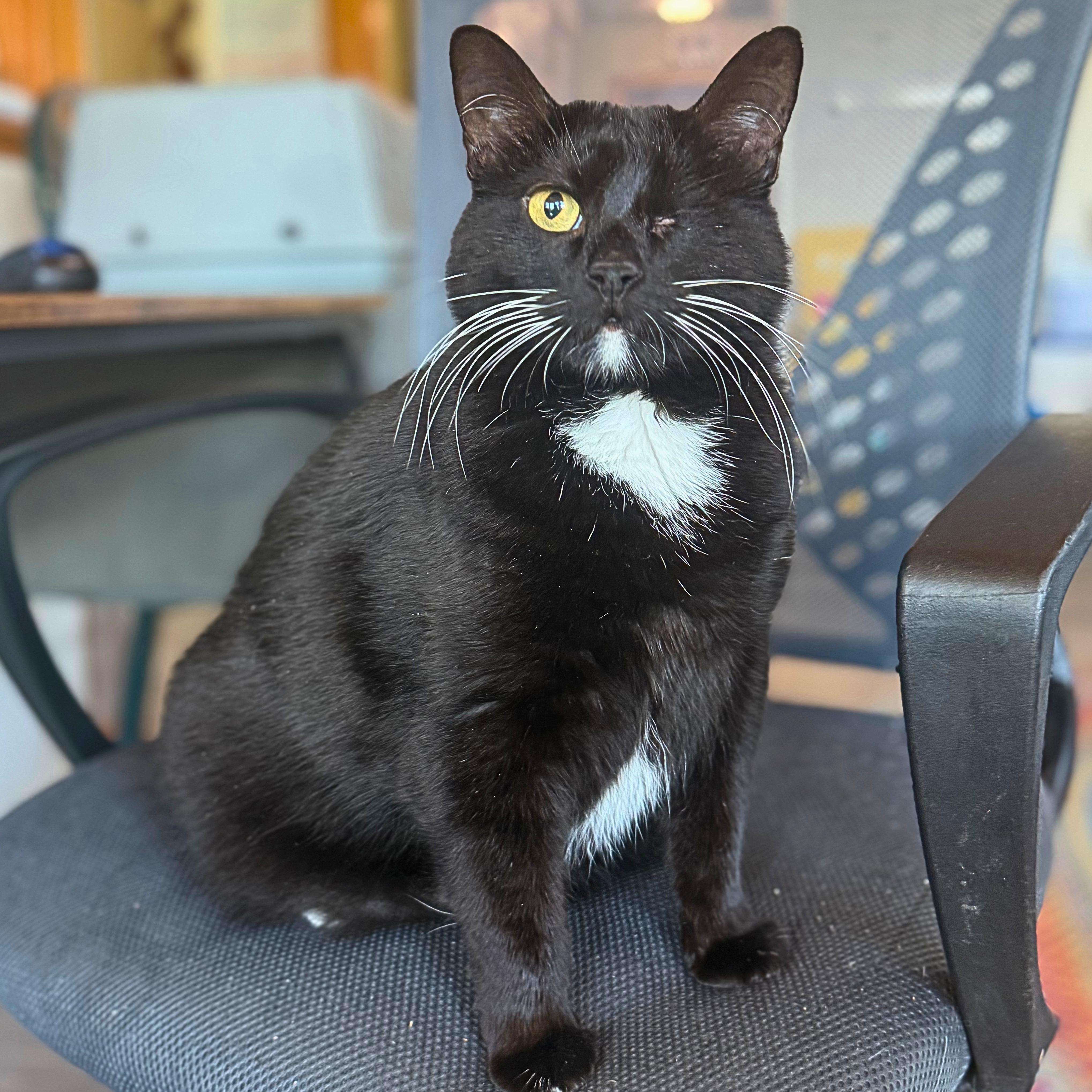 Bailey, Adoptable, Adult Female Domestic Short Hair.