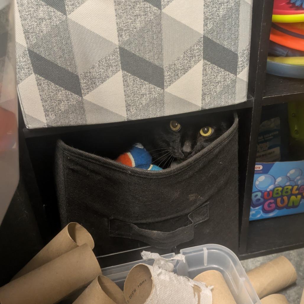 Enlarge Anakin, a Adoptable Domestic Short Hair in Manhattan, KS image 1/3