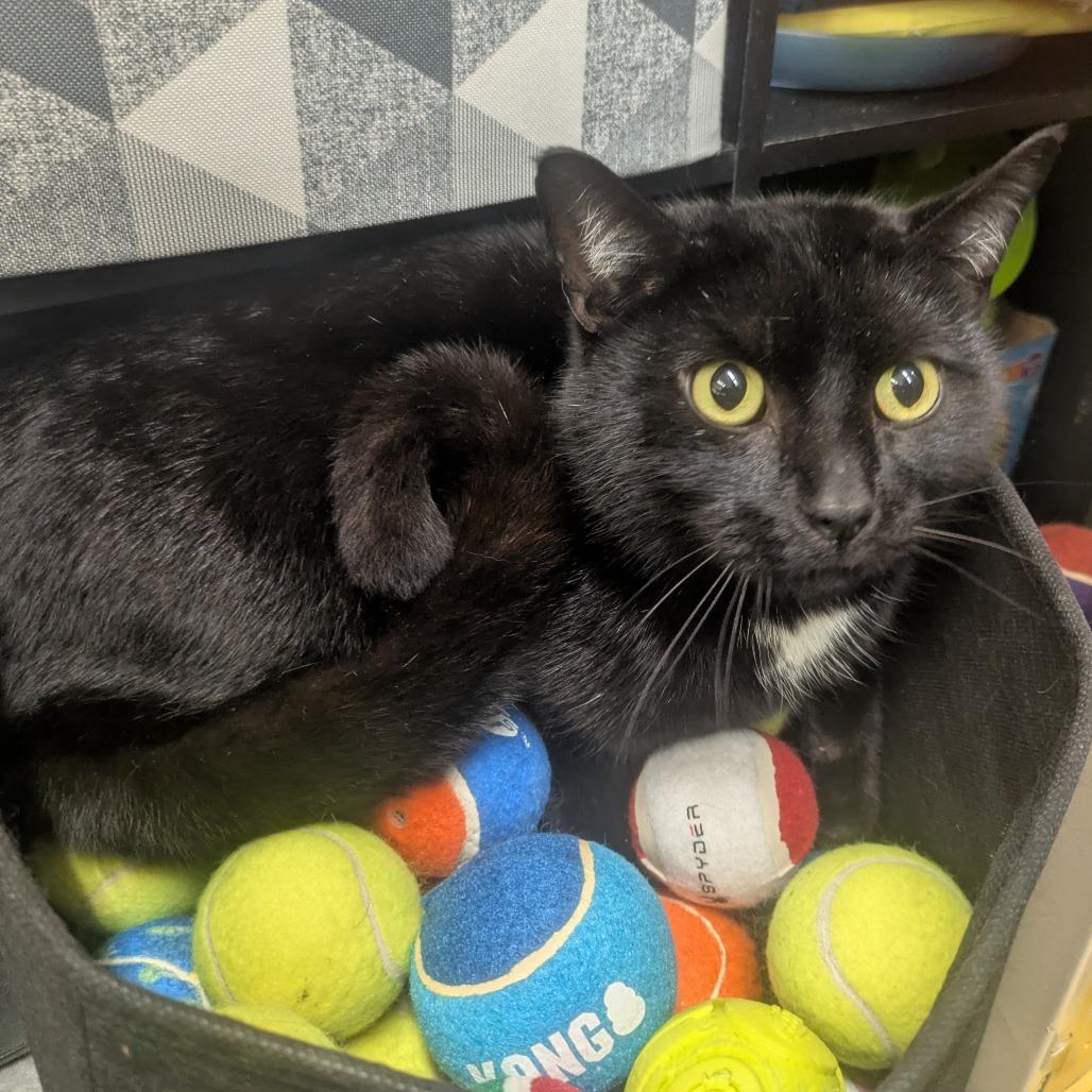 Enlarge Anakin, a Adoptable Domestic Short Hair in Manhattan, KS image 2/3