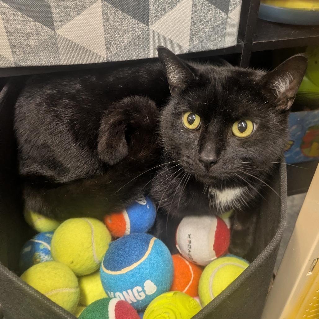 Enlarge Anakin, a Adoptable Domestic Short Hair in Manhattan, KS image 3/3