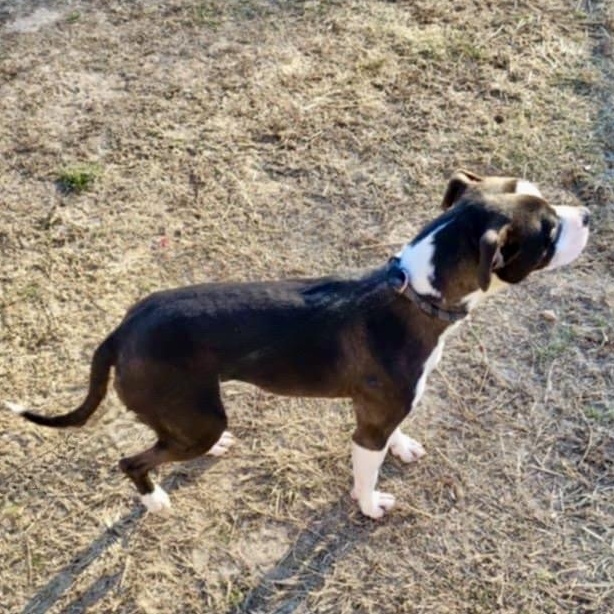 Finola, Adult Female Pit Bull Terrier