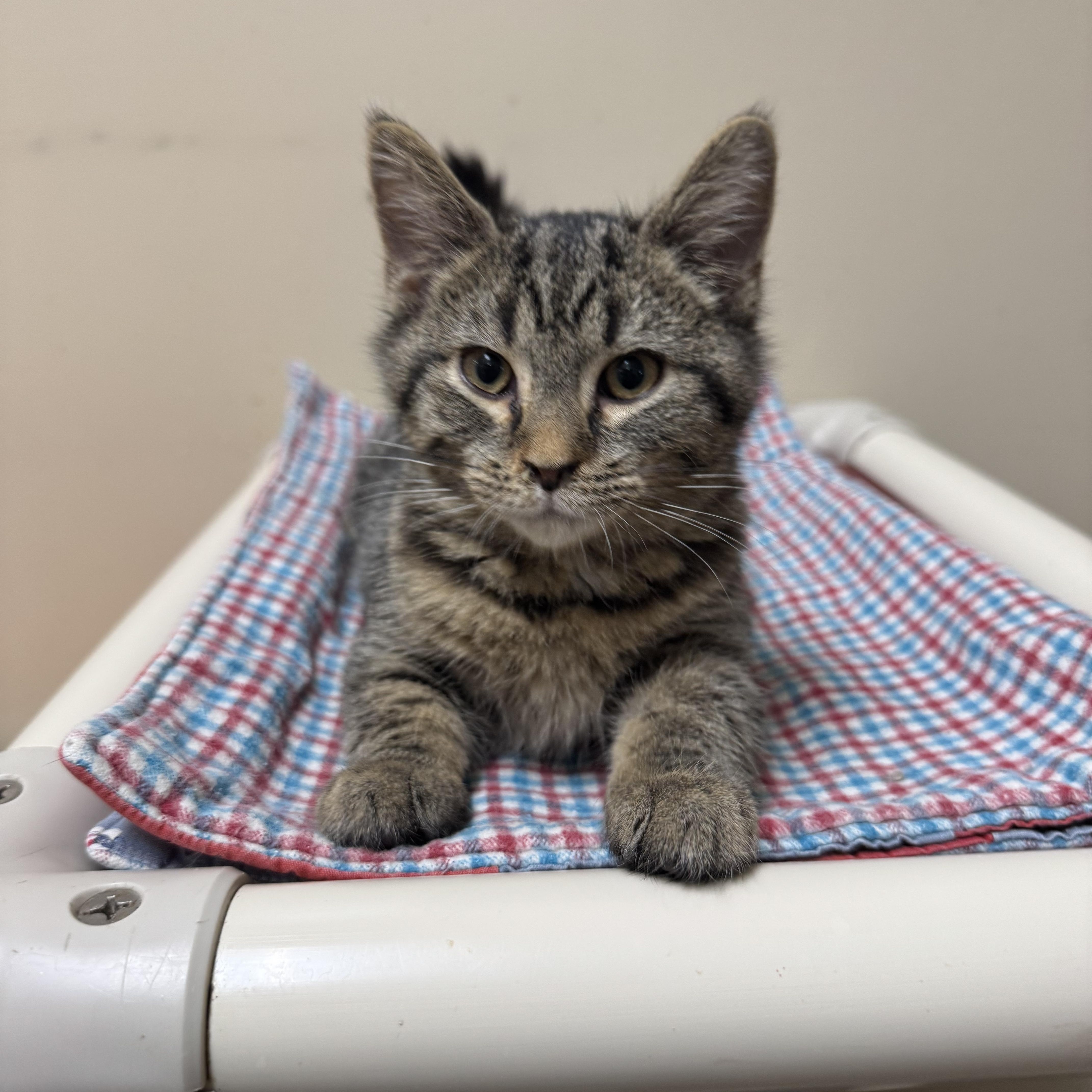 Clay, a Adoptable Domestic Short Hair in Logan, OH image 1/2