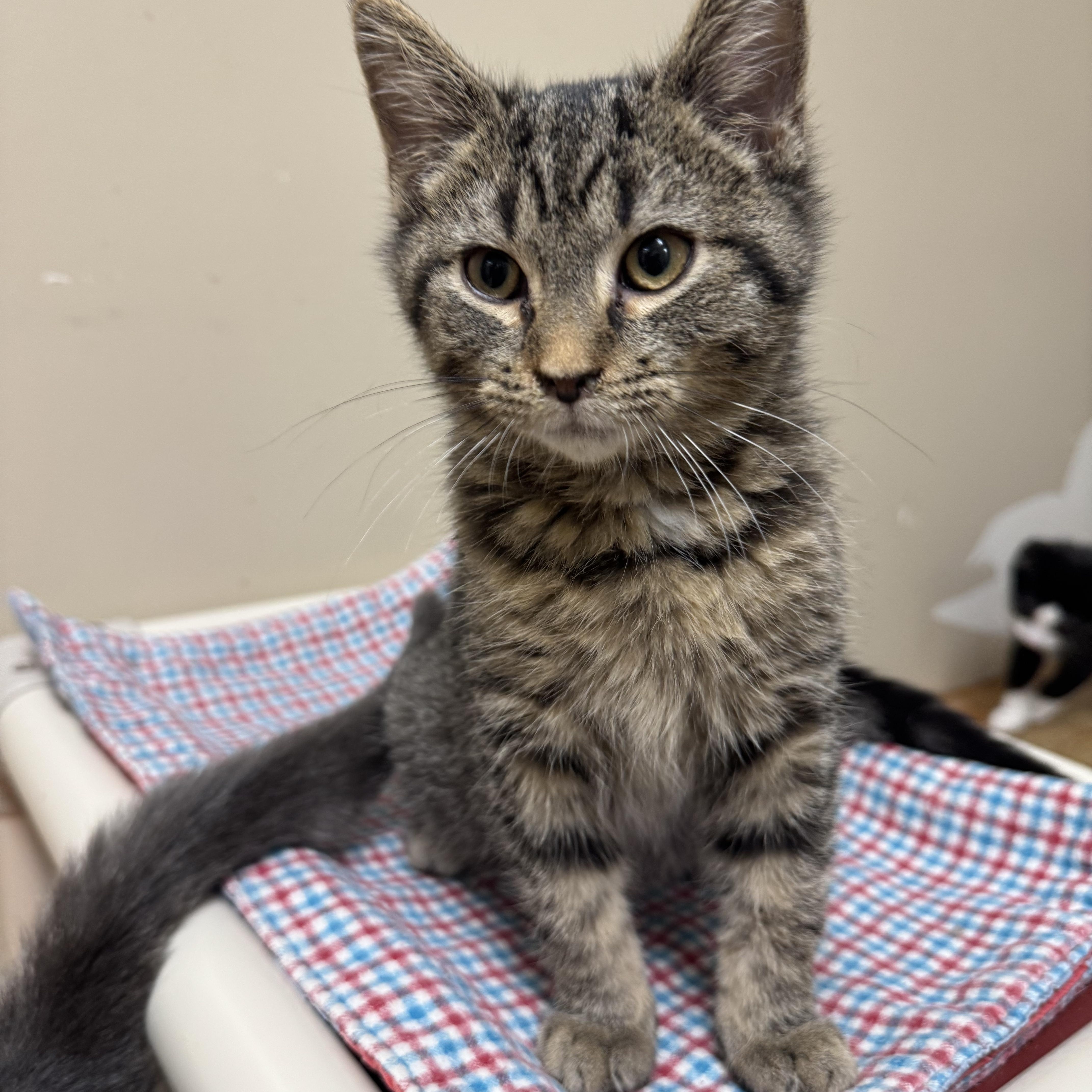 Clay, a Adoptable Domestic Short Hair in Logan, OH image 2/2