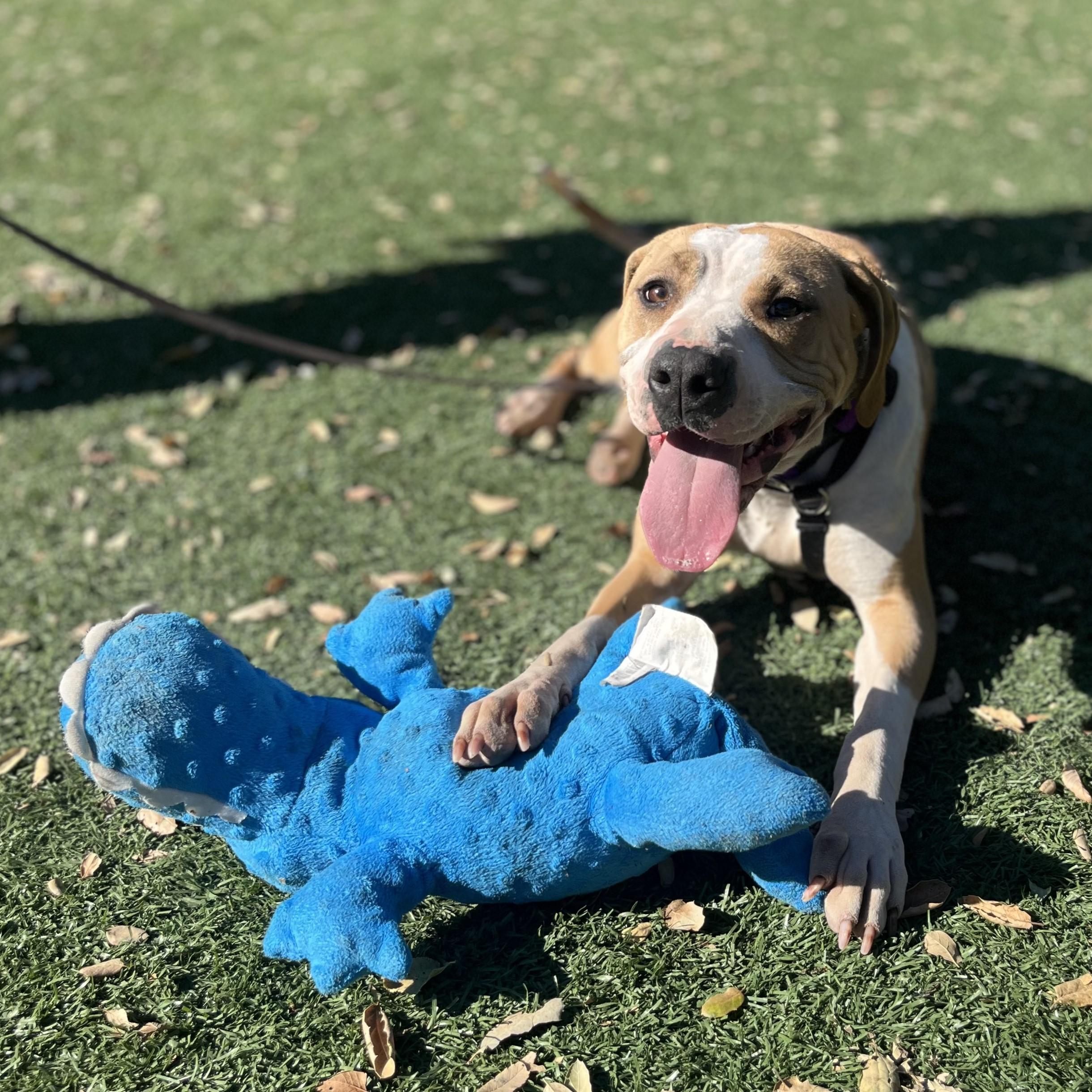 Georgia, an adoptable mixed breed in Santa Paula, CA image 5/5