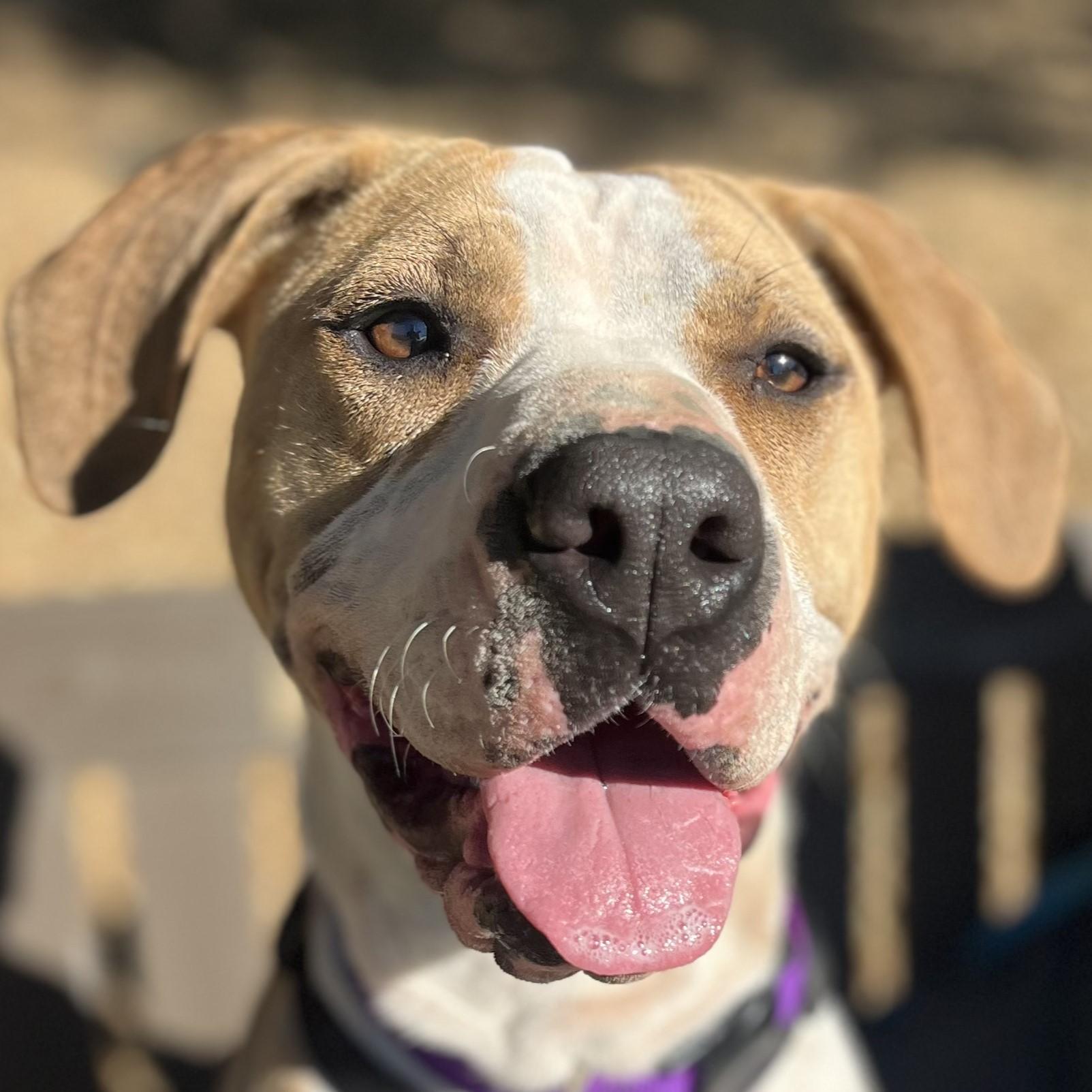 Georgia, an adoptable mixed breed in Santa Paula, CA image 2/5
