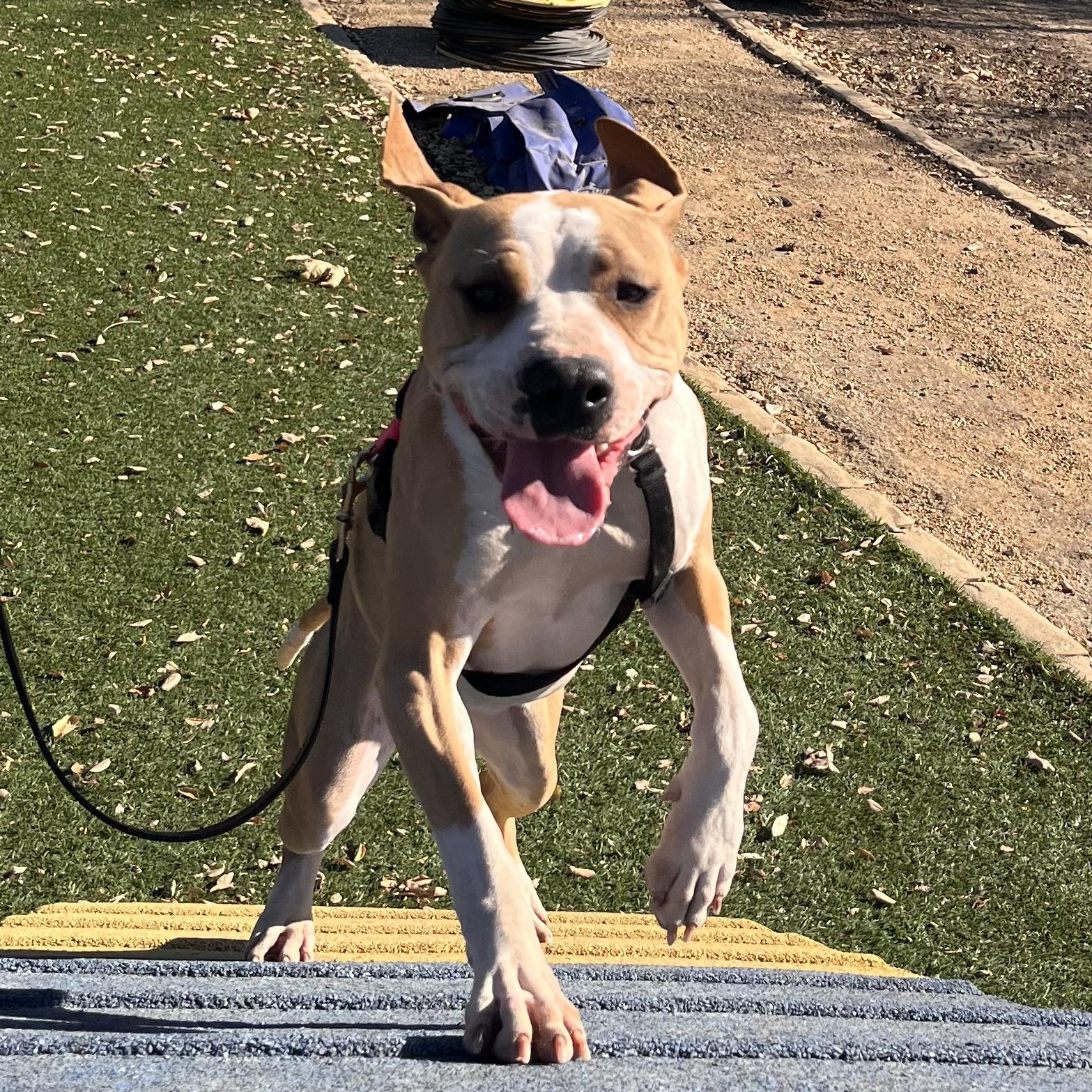 Georgia, an adoptable mixed breed in Santa Paula, CA image 4/5