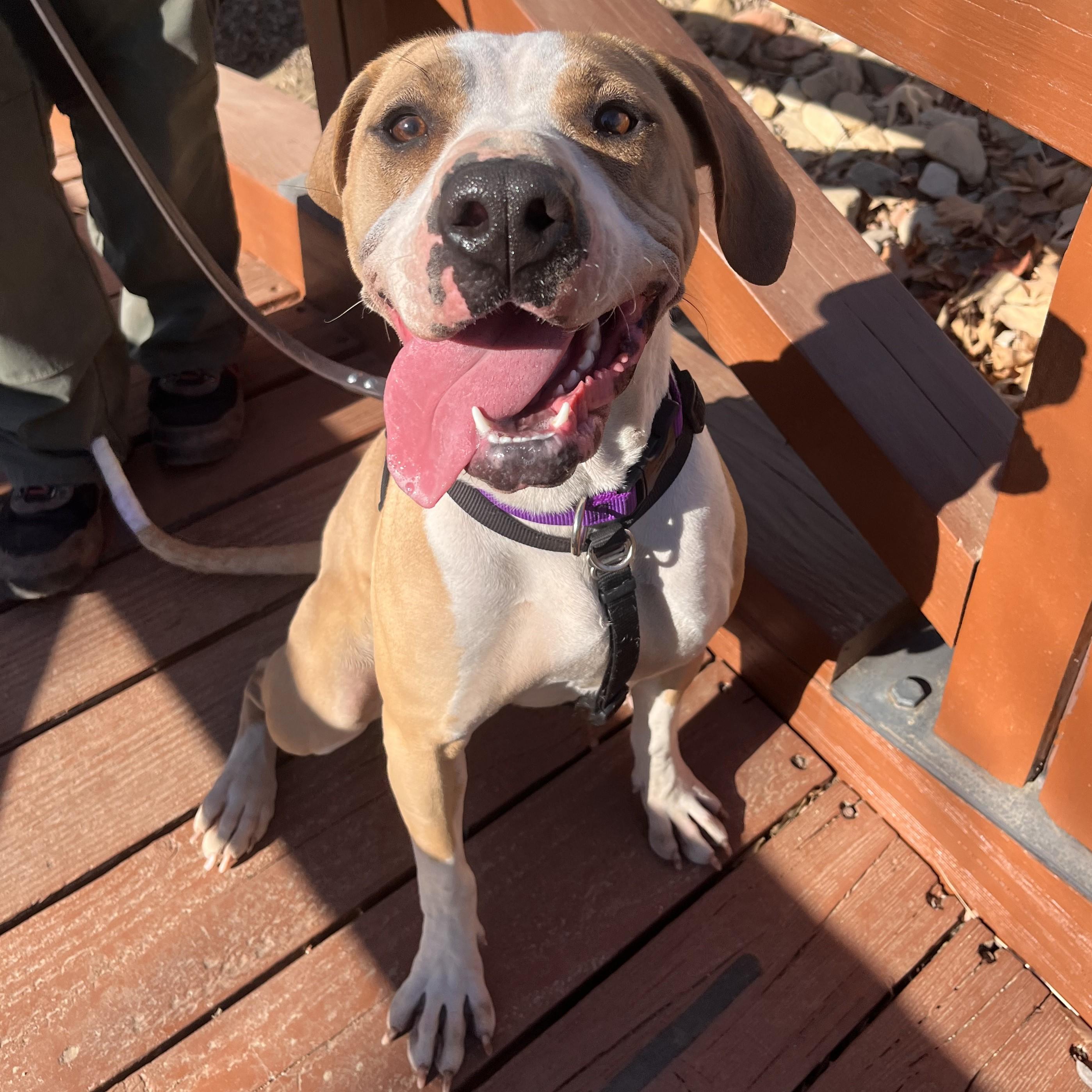 Georgia, Young Female Pit Bull Terrier