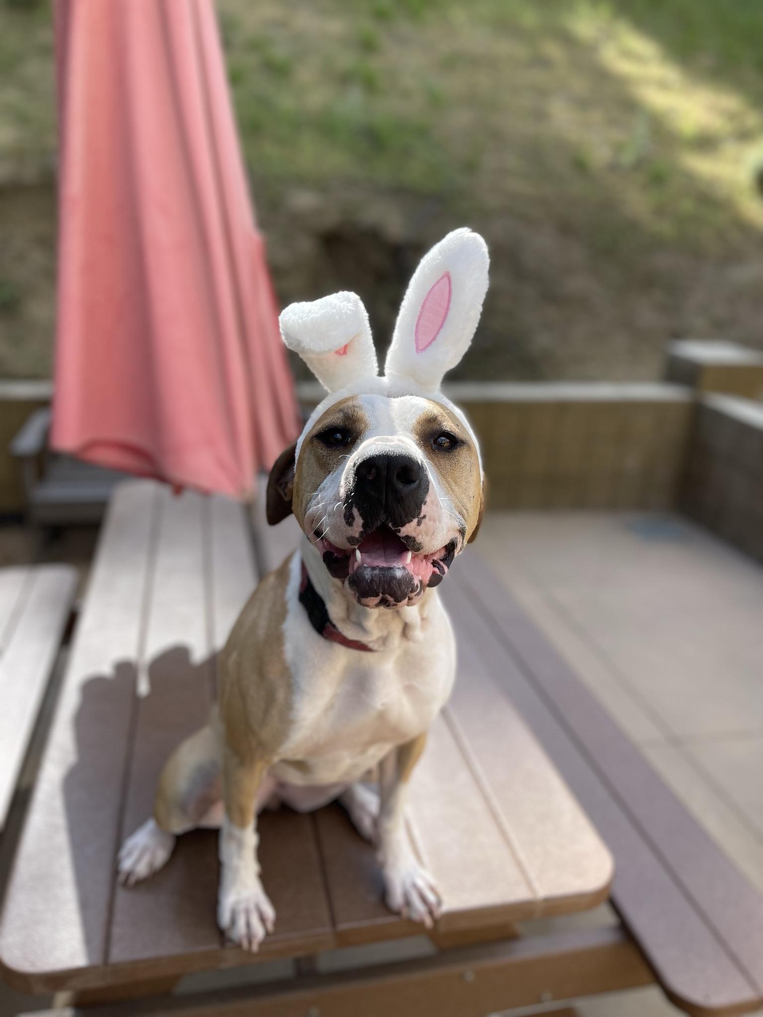 Enlarge Georgia, an adoptable mixed breed in Santa Paula, CA image 1/6