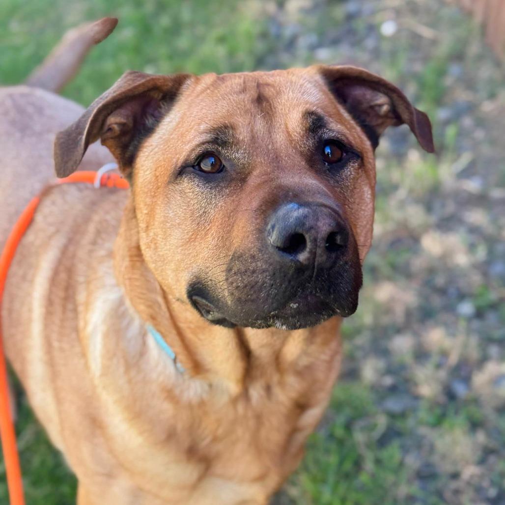 Dale, Adoptable, Adult Male Mixed Breed.