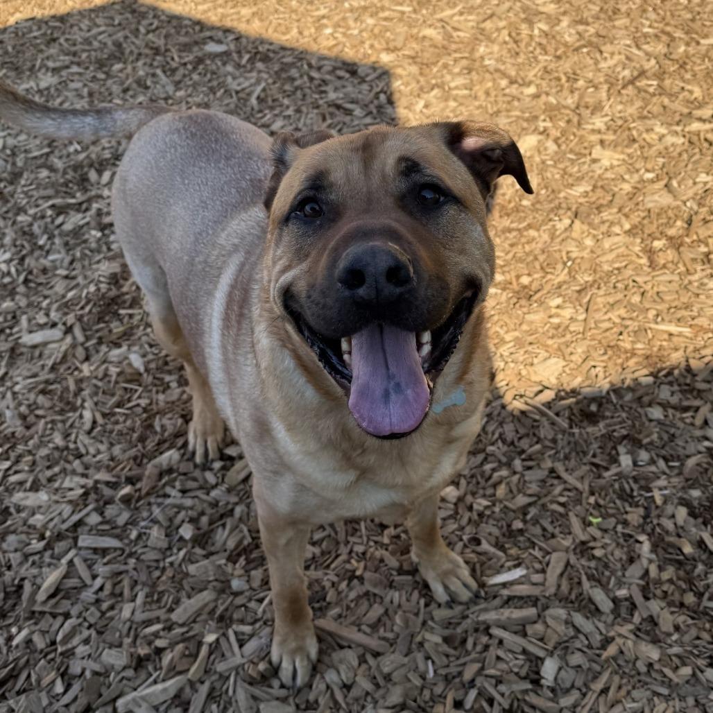 Dale, a Adoptable Mixed Breed in Tacoma, WA image 2/2
