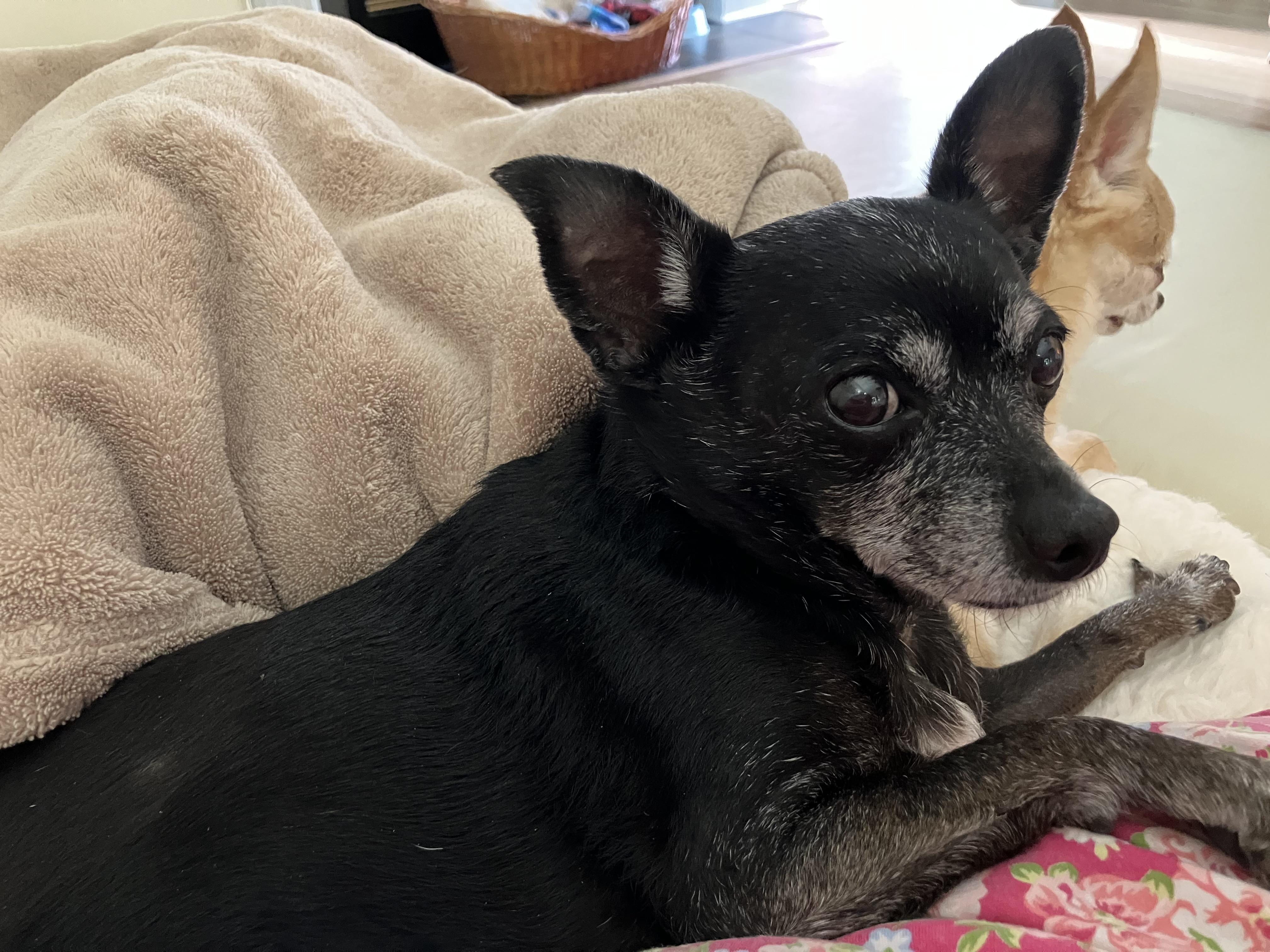 Enlarge Daisy *Hospice*, a ADOPTABLE Chihuahua in Durham, NC image 2/5