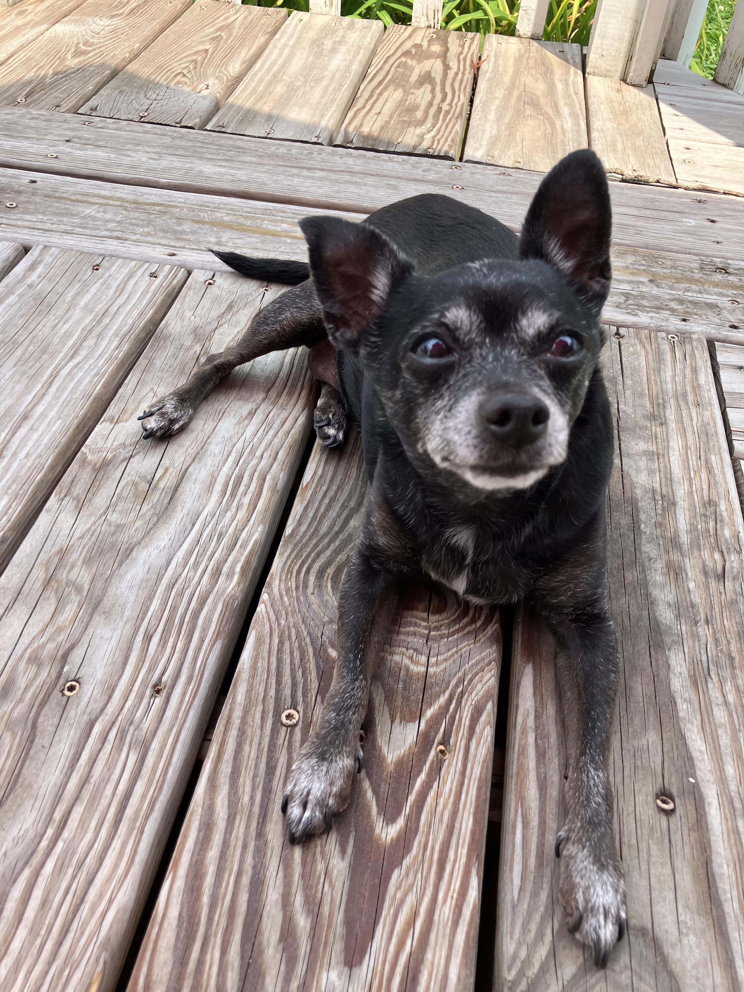 Enlarge Daisy *Hospice*, a ADOPTABLE Chihuahua in Durham, NC image 3/5