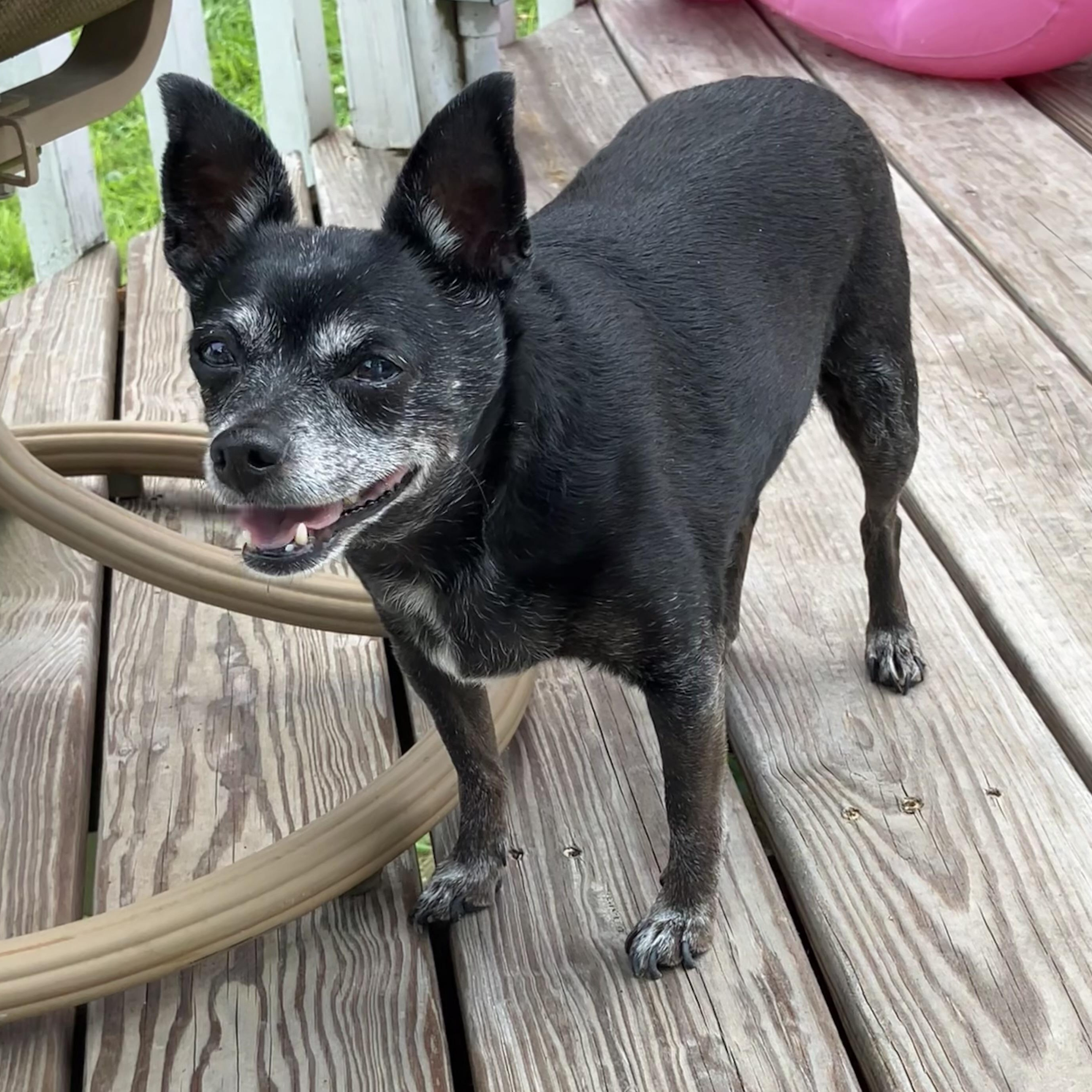 Daisy *Hospice*, ADOPTABLE, Senior Female Chihuahua.