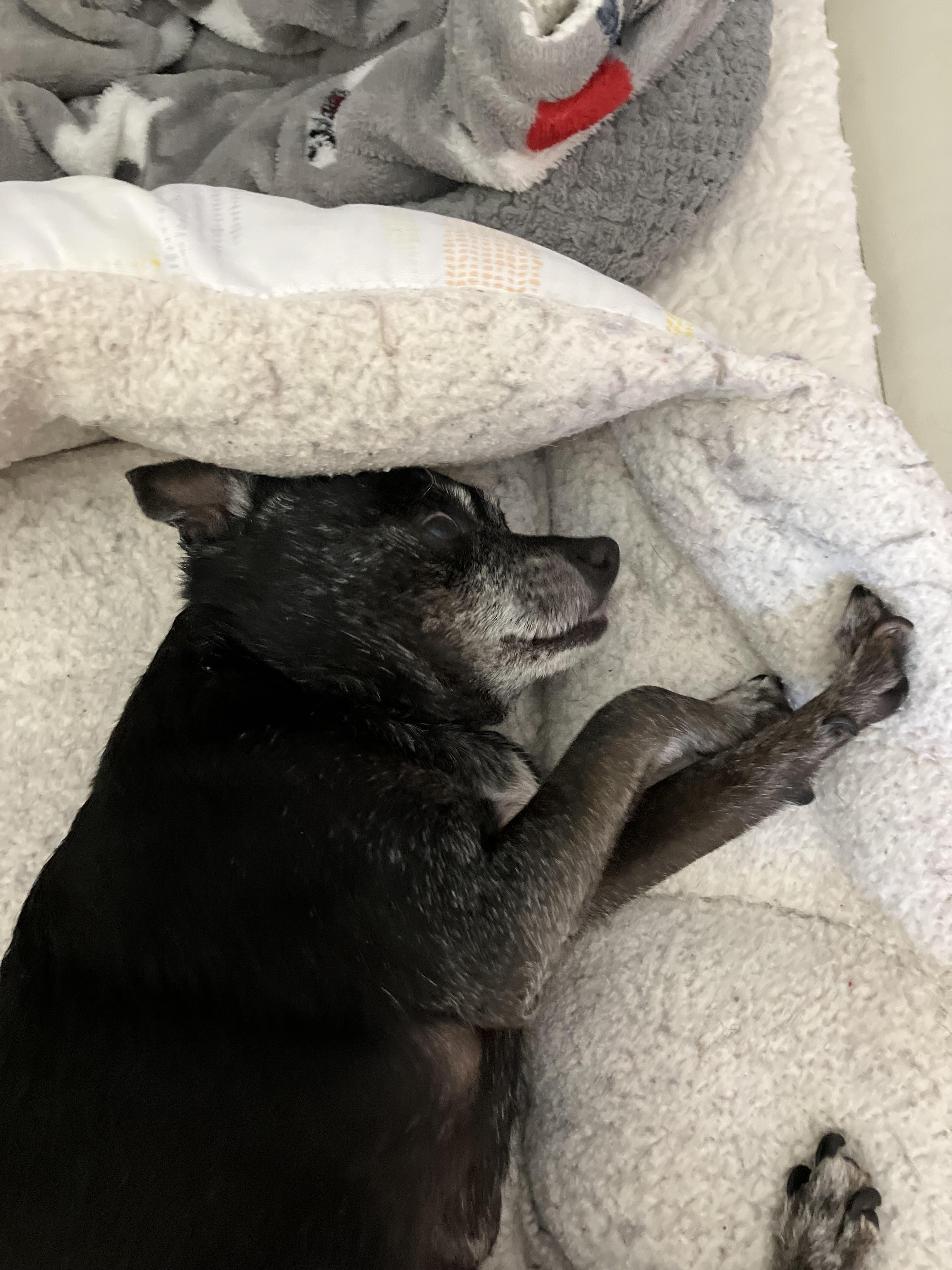 Enlarge Daisy *Hospice*, a ADOPTABLE Chihuahua in Durham, NC image 4/5