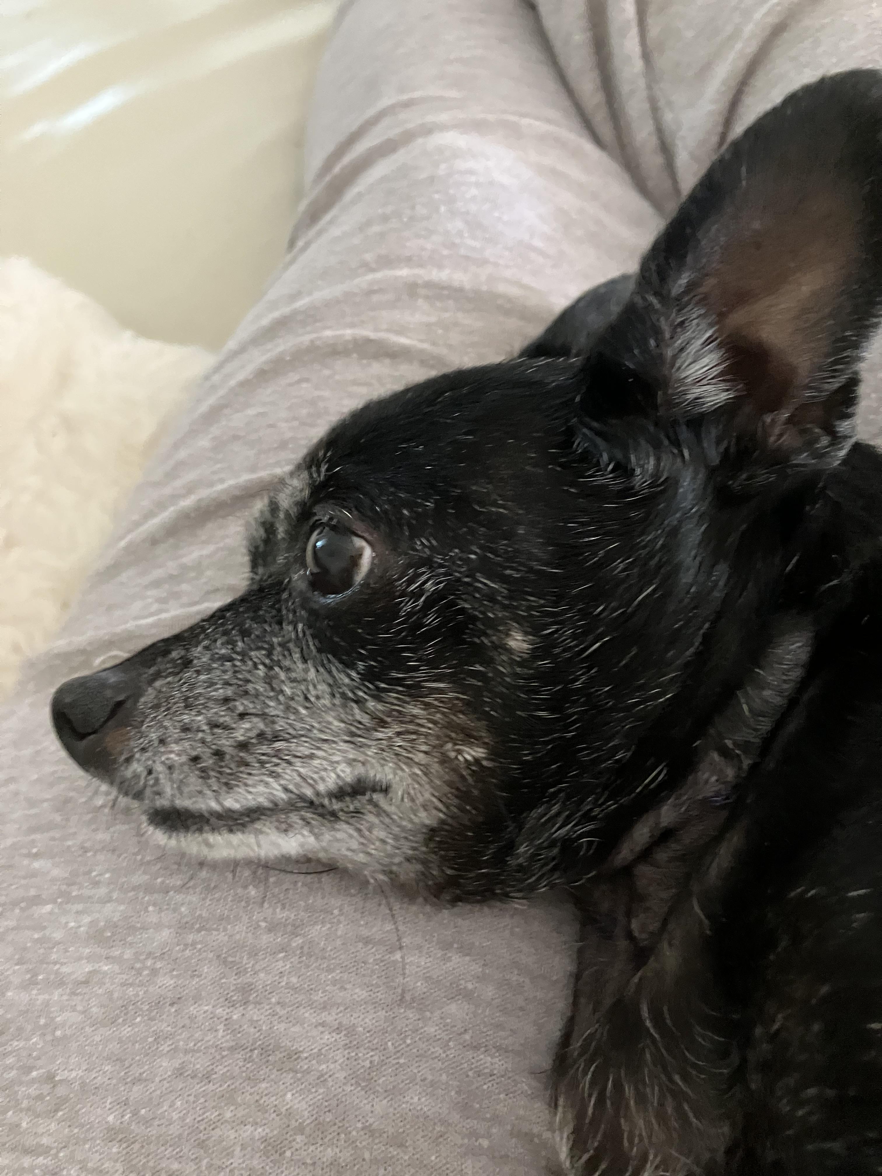 Enlarge Daisy *Hospice*, a ADOPTABLE Chihuahua in Durham, NC image 5/5