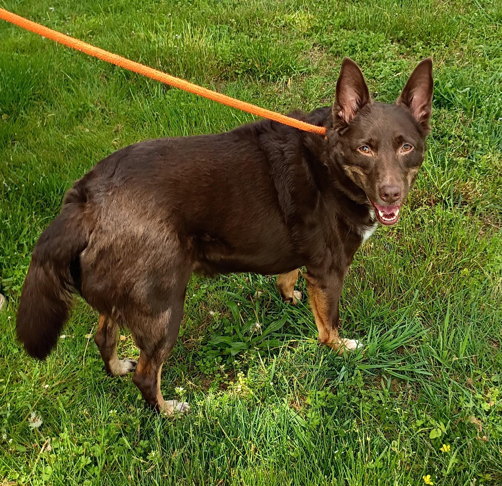 Enlarge Keisha, a ADOPTABLE mixed breed in Maynardville, TN image 2/2