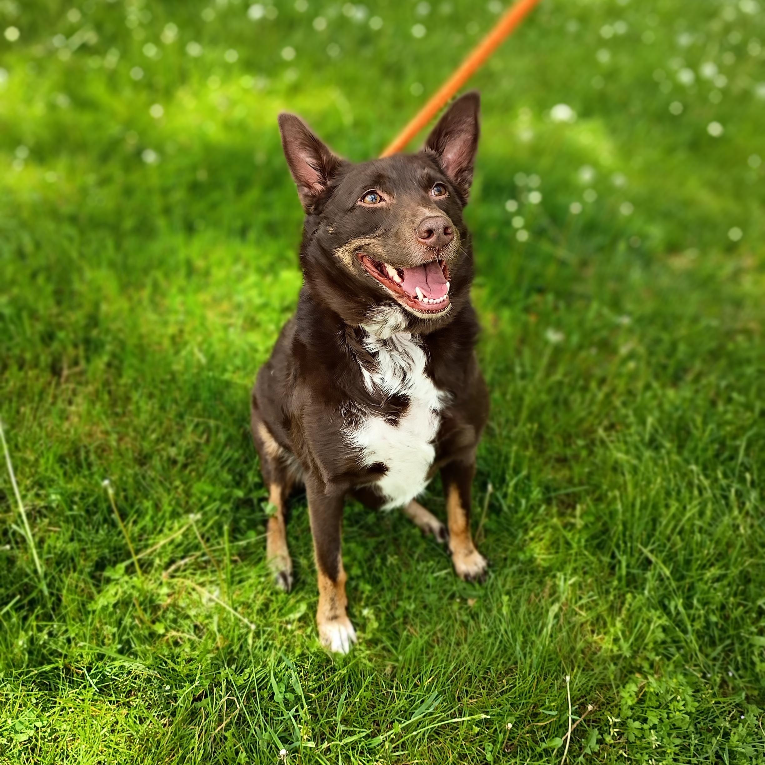 Keisha, ADOPTABLE, Adult Female Australian Kelpie.