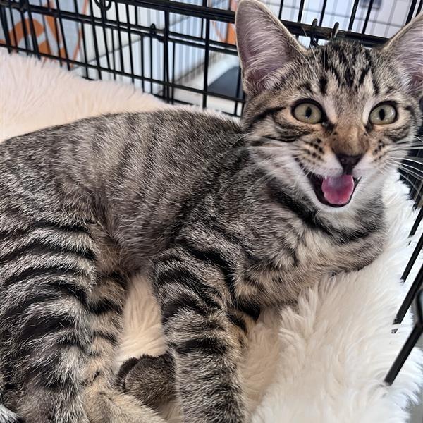 Wendy, Adoptable, Kitten Female Domestic Medium Hair.