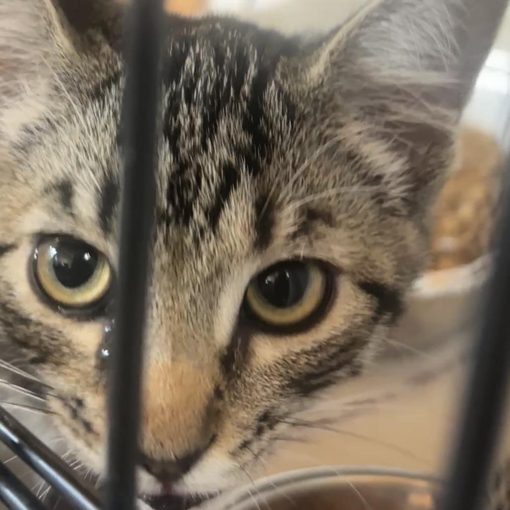 Enlarge Wendy, a Adoptable Domestic Medium Hair in Bentonville, AR image 2/3