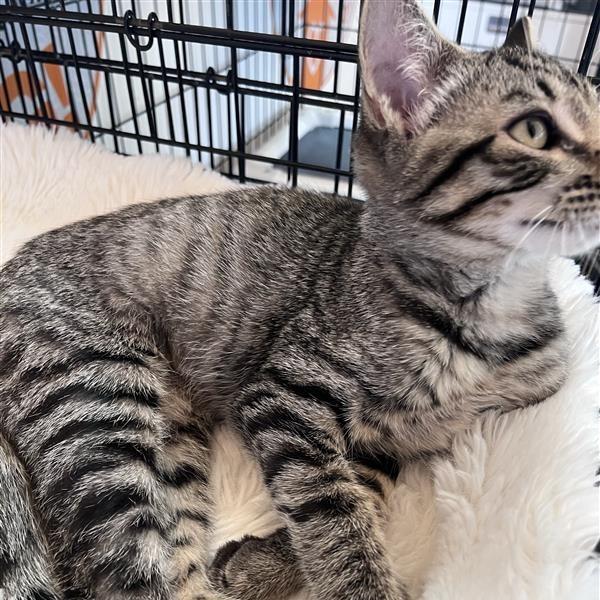 Enlarge Wendy, a Adoptable Domestic Medium Hair in Bentonville, AR image 3/3