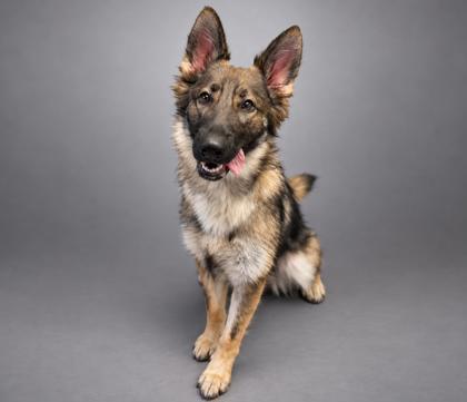 Enlarge Dixie, a Adoptable mixed breed in Bowling Green, KY image 1/2