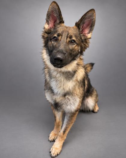Enlarge Dixie, a Adoptable mixed breed in Bowling Green, KY image 2/2
