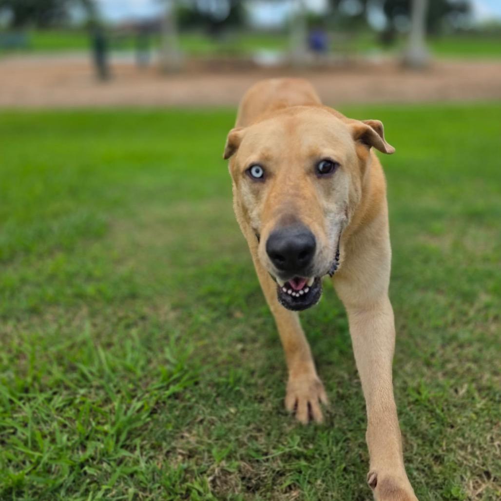 Macadamia , an adopted Yellow Labrador Retriever in San Antonio, TX image 5/6