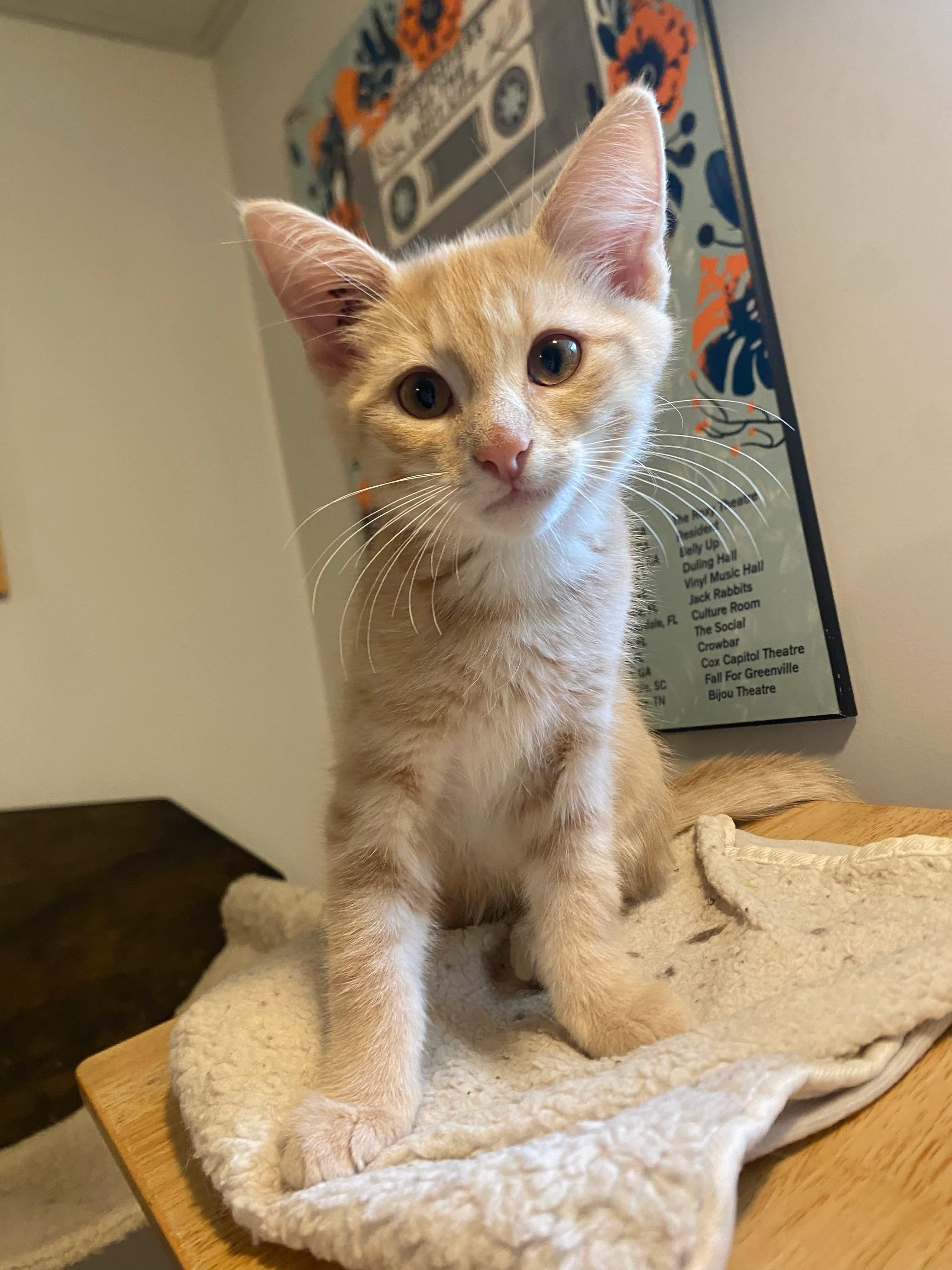 MEET FOZZIE