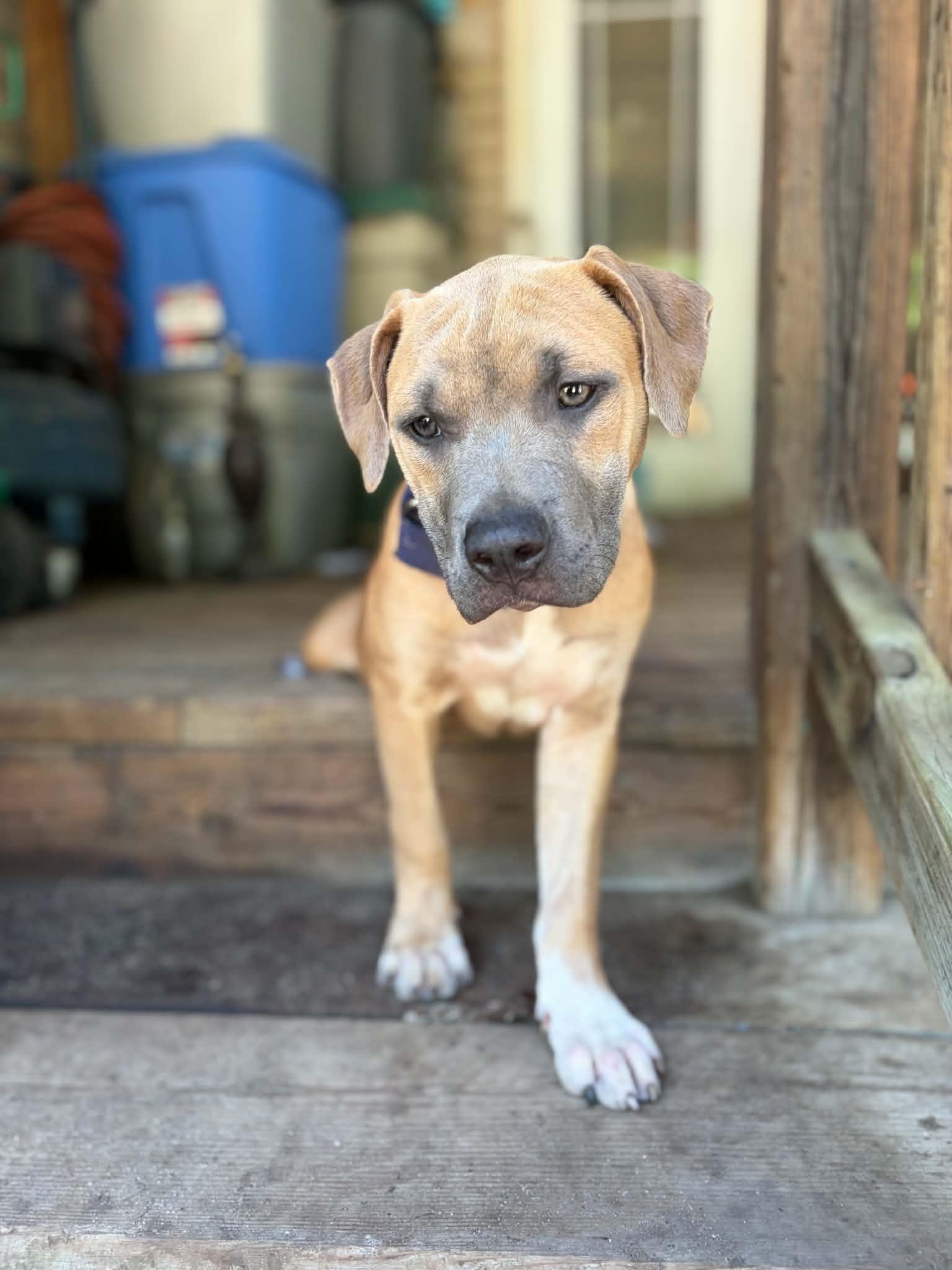 Missy, an adopted American Bully in Pointe-Claire, QC image 3/4