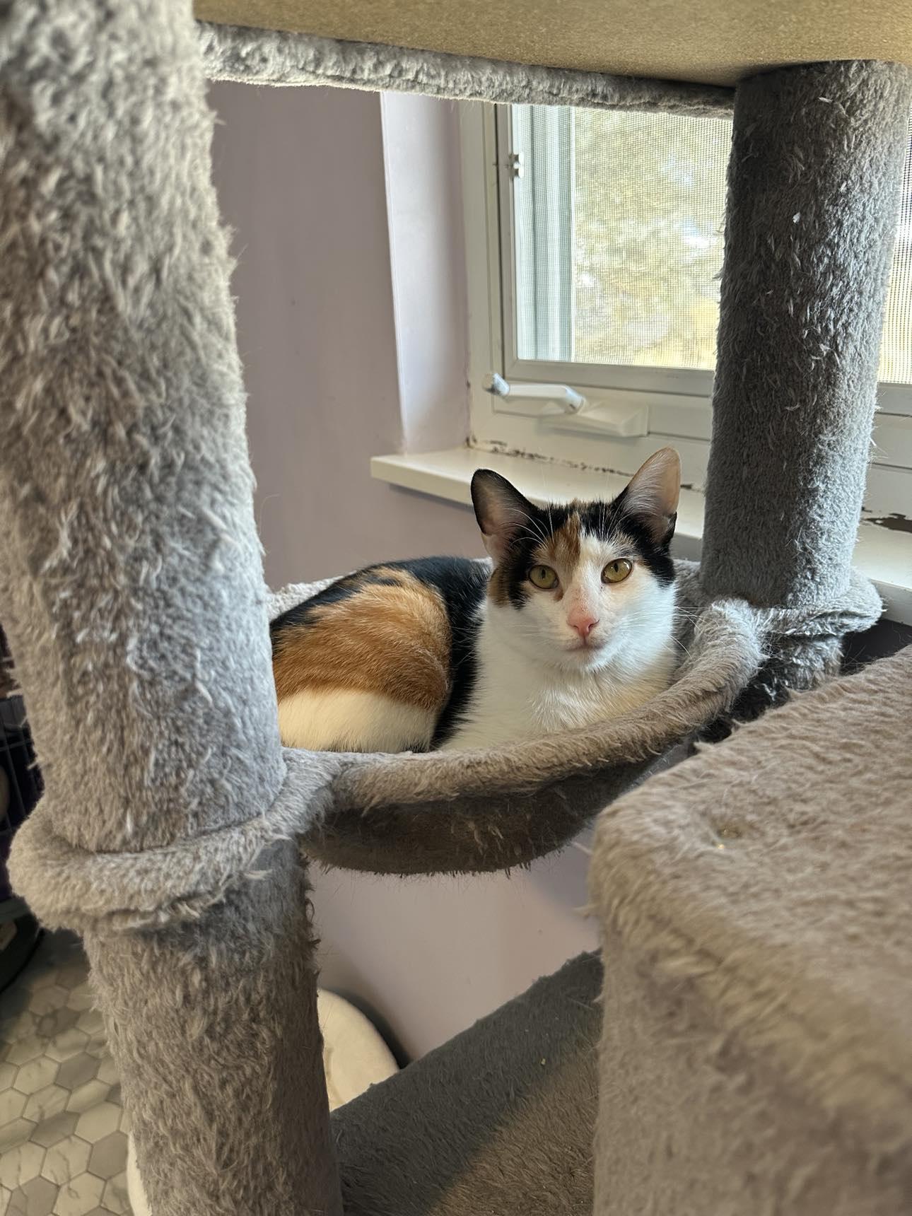 Joanie, Adoptable, Young Female Calico & Domestic Short Hair.