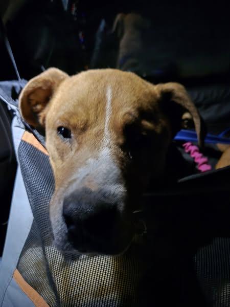 Duke, a Adoptable mixed breed in Sweetwater, TN image 3/6