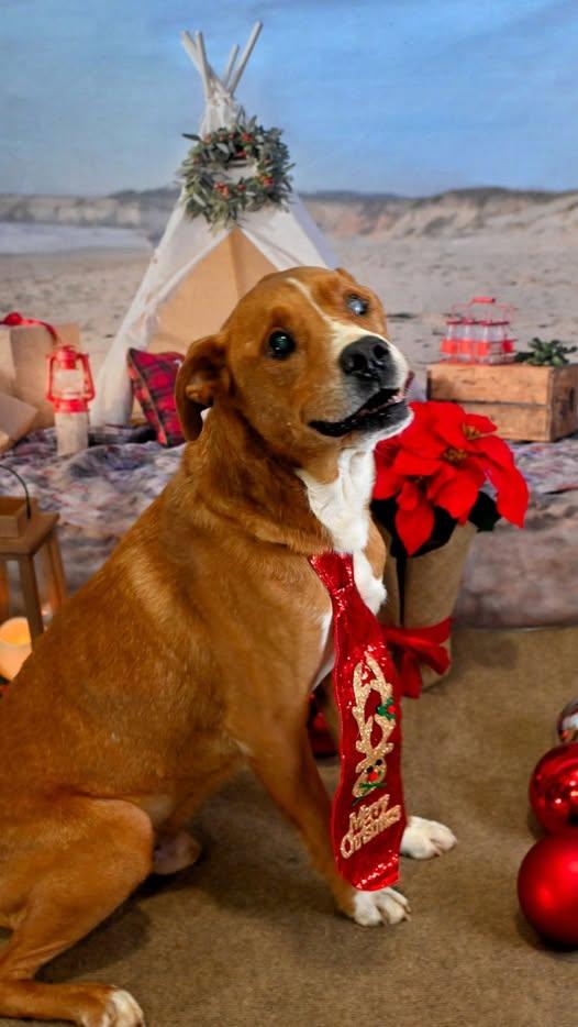 Duke, Adoptable, Adult Male Pit Bull Terrier.