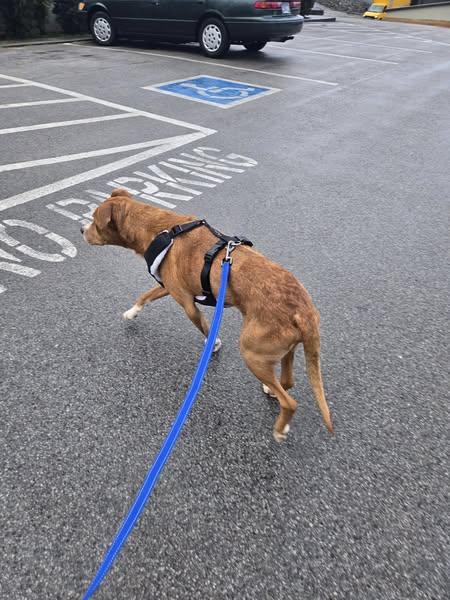 Duke, a Adoptable mixed breed in Sweetwater, TN image 6/6