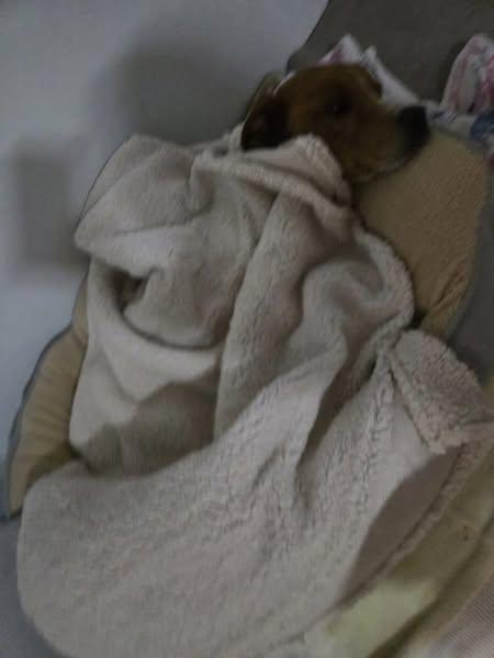 Duke, a Adoptable mixed breed in Sweetwater, TN image 4/6