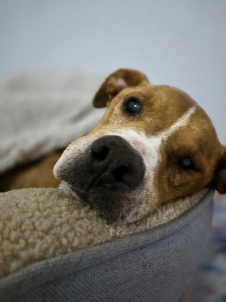 Duke, a Adoptable mixed breed in Sweetwater, TN image 5/6