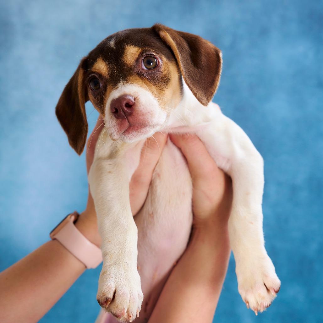 Pork, Adoptable, Puppy Female Terrier.