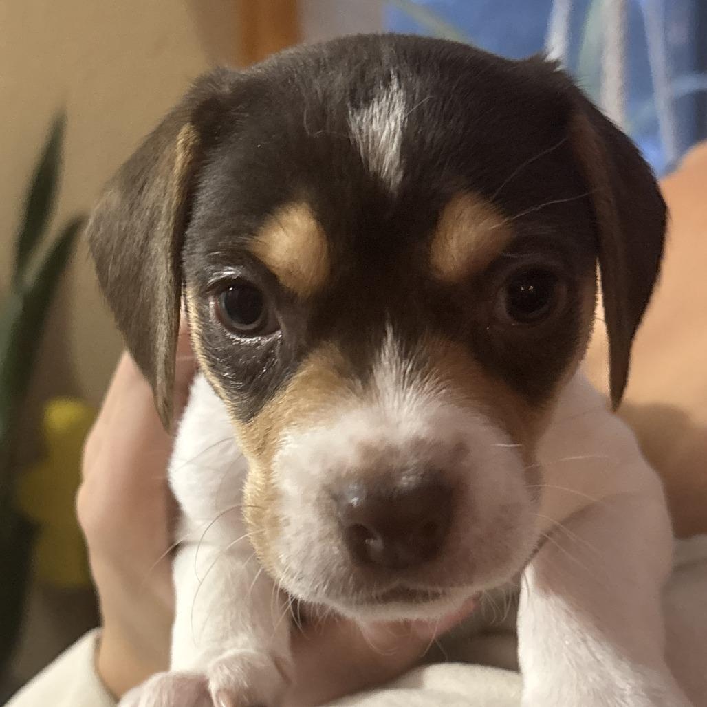 Pork, a Adoptable mixed breed in Chaska, MN image 1/2